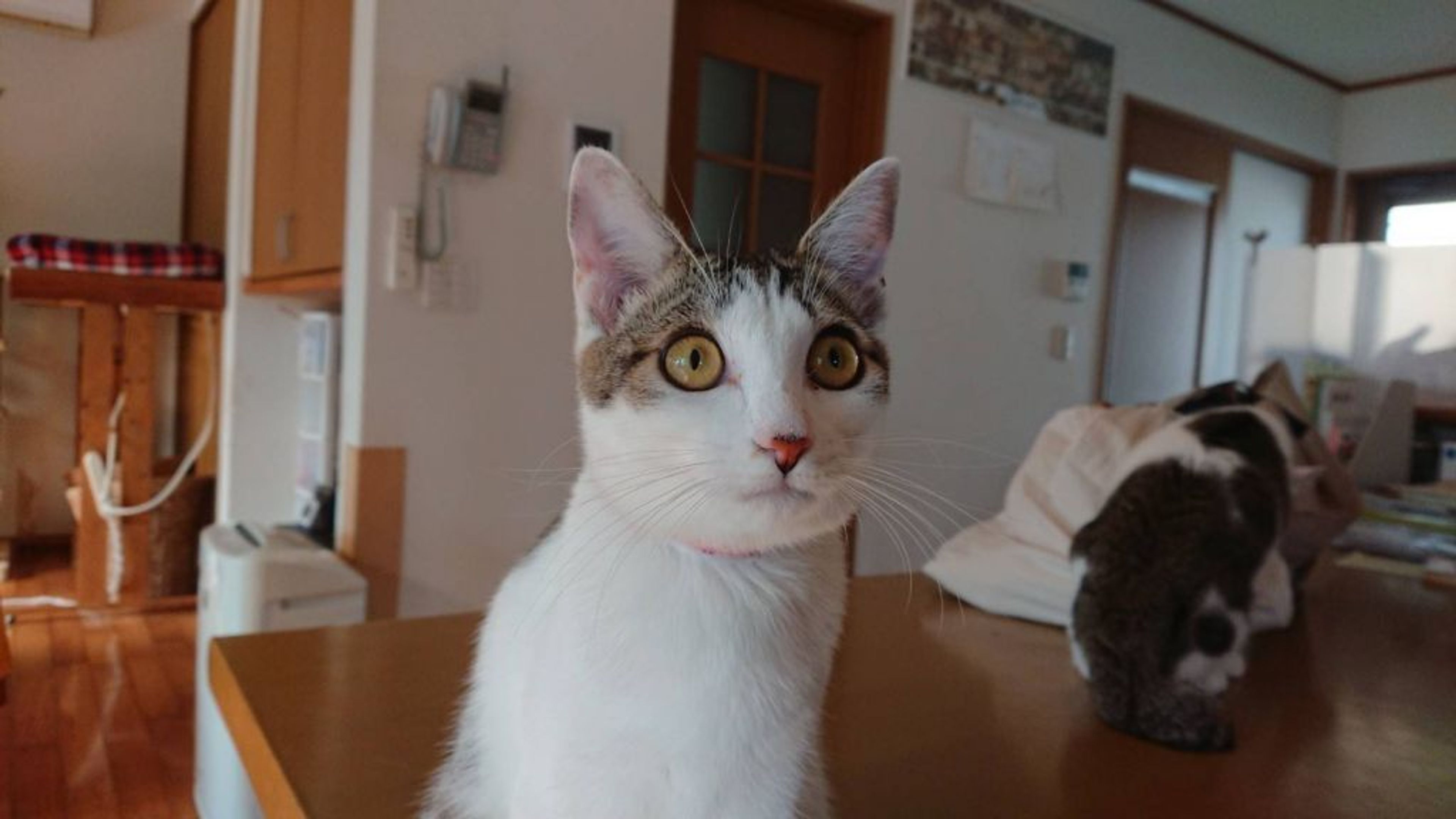 pet-image-2