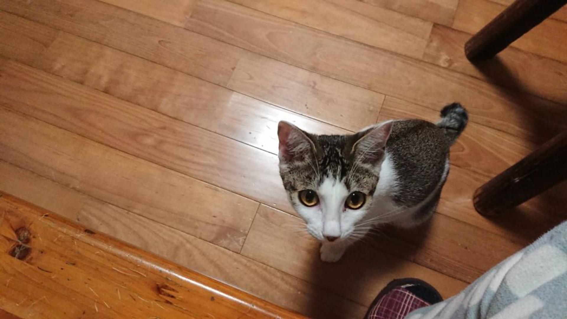 pet-image-3