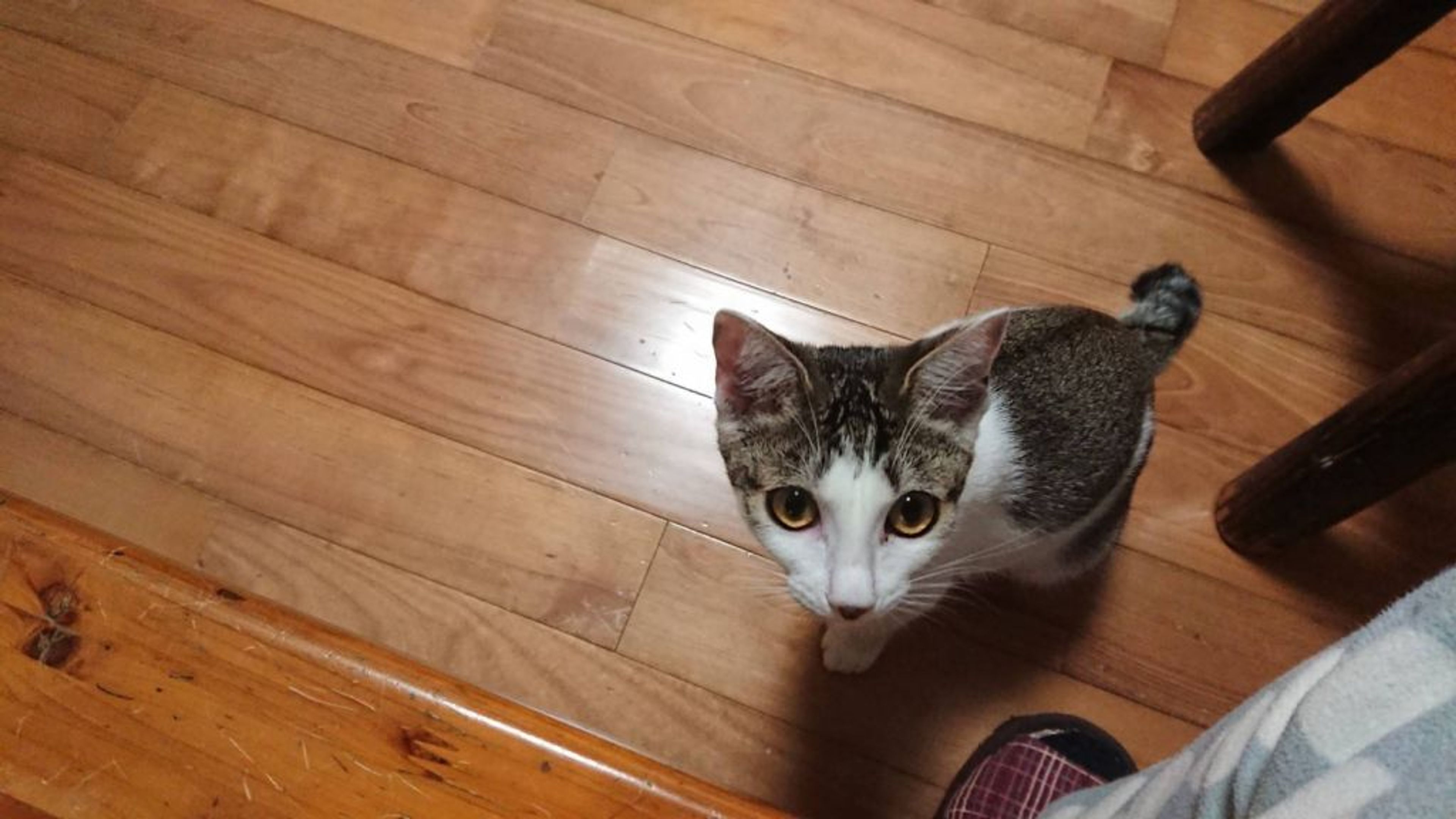 pet-image-3