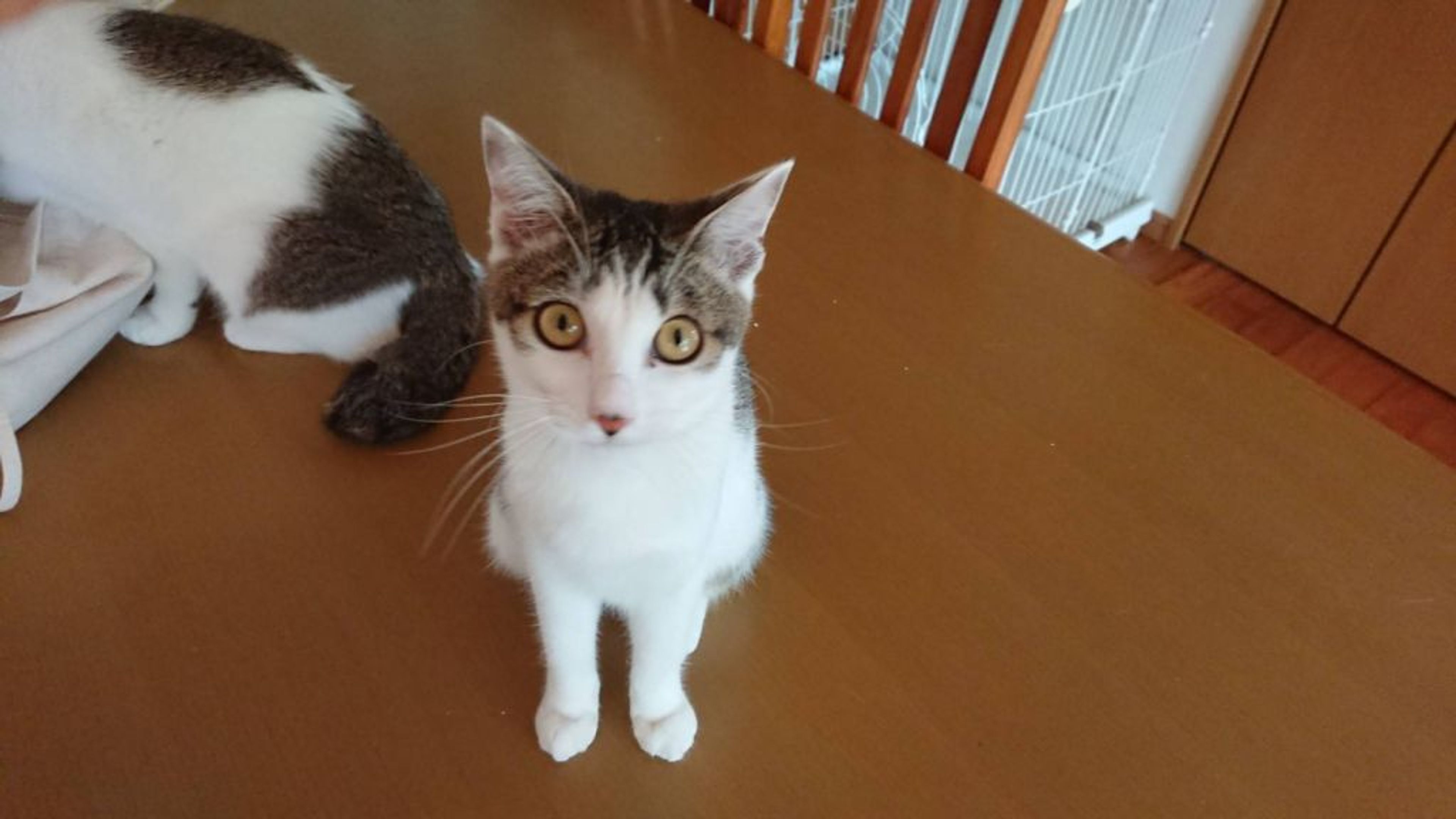 pet-image-4