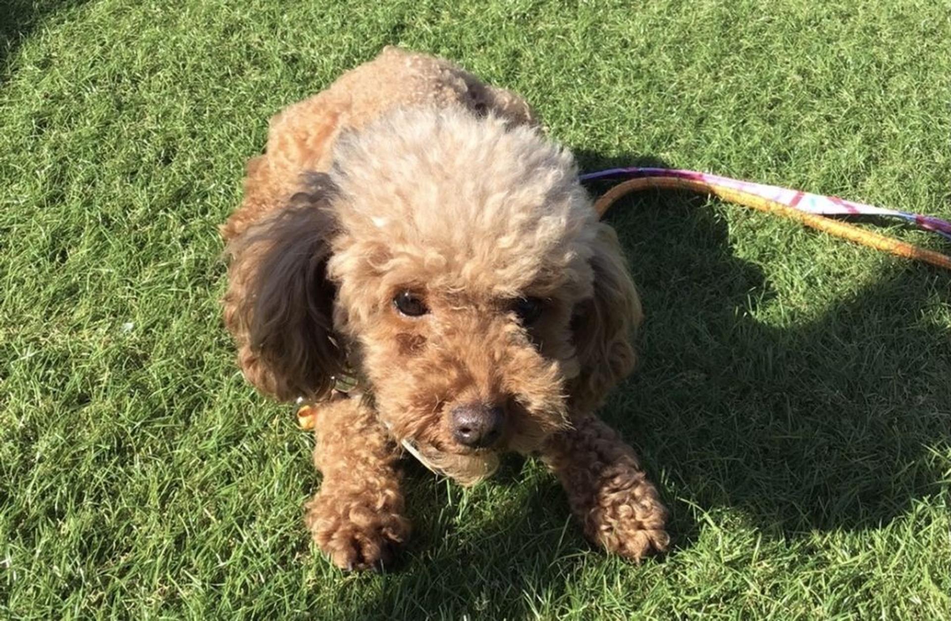 pet-image-2