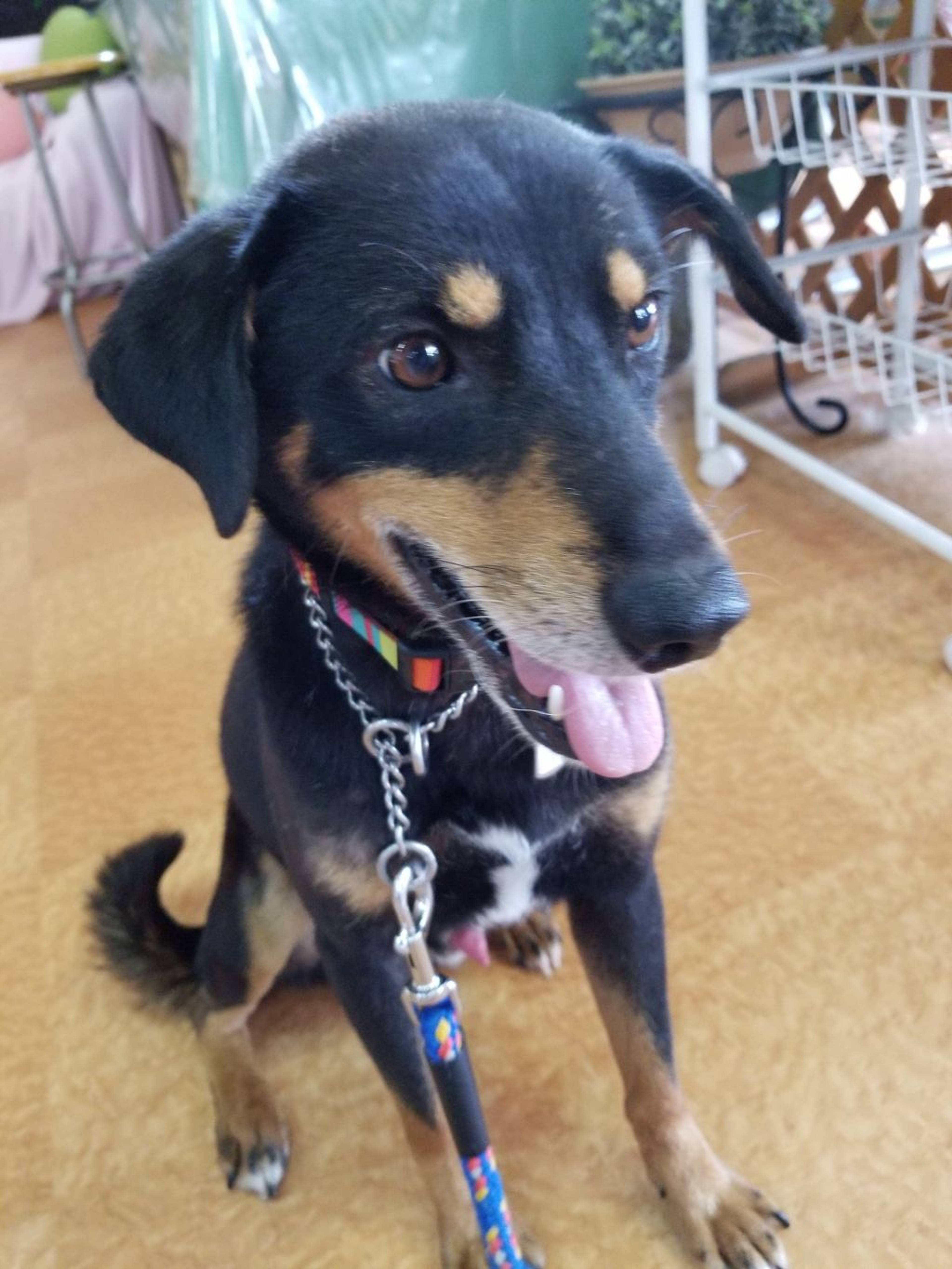 雑種（ミックス犬）・オスの里親募集の写真
