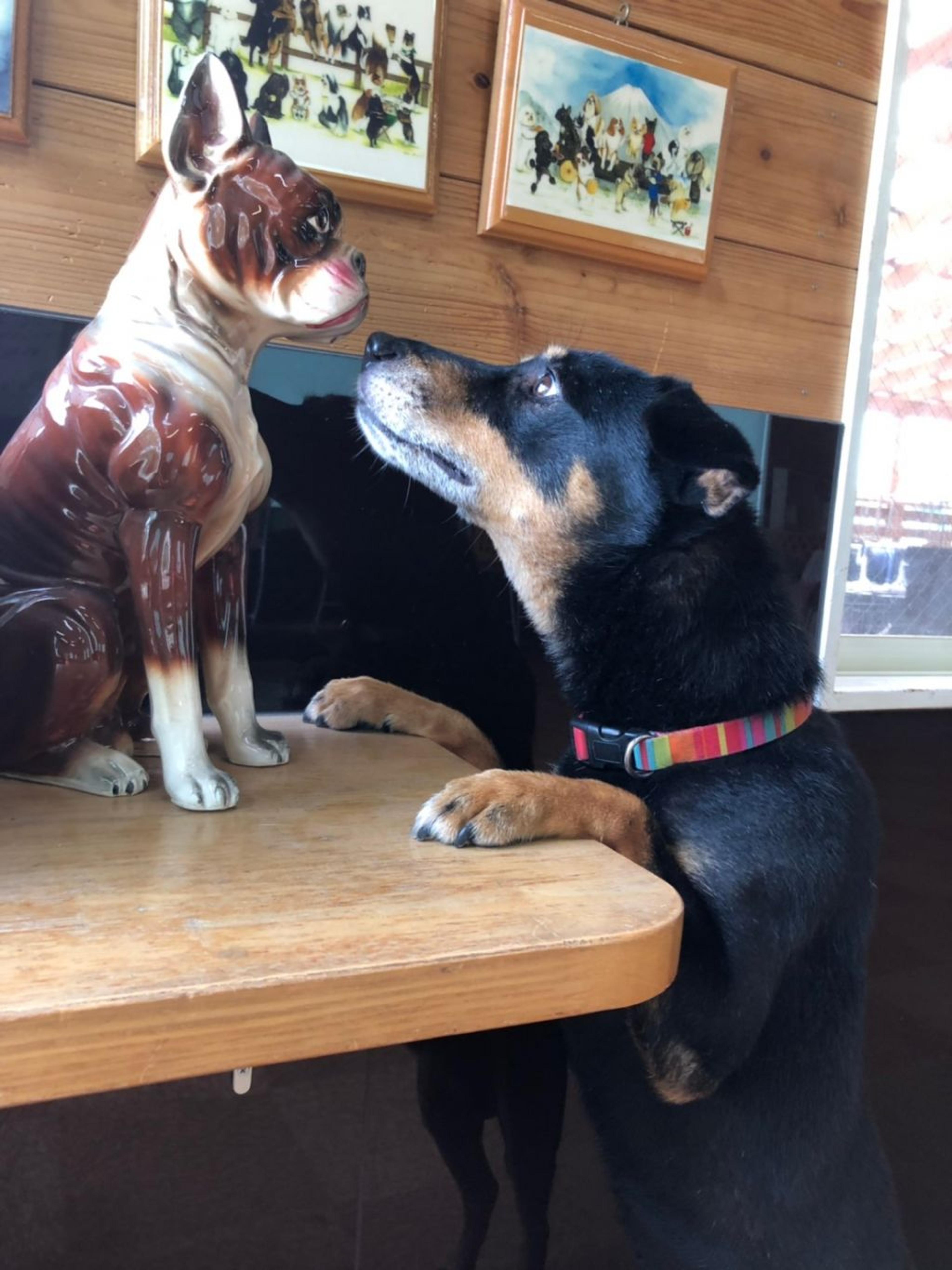 pet-image-3