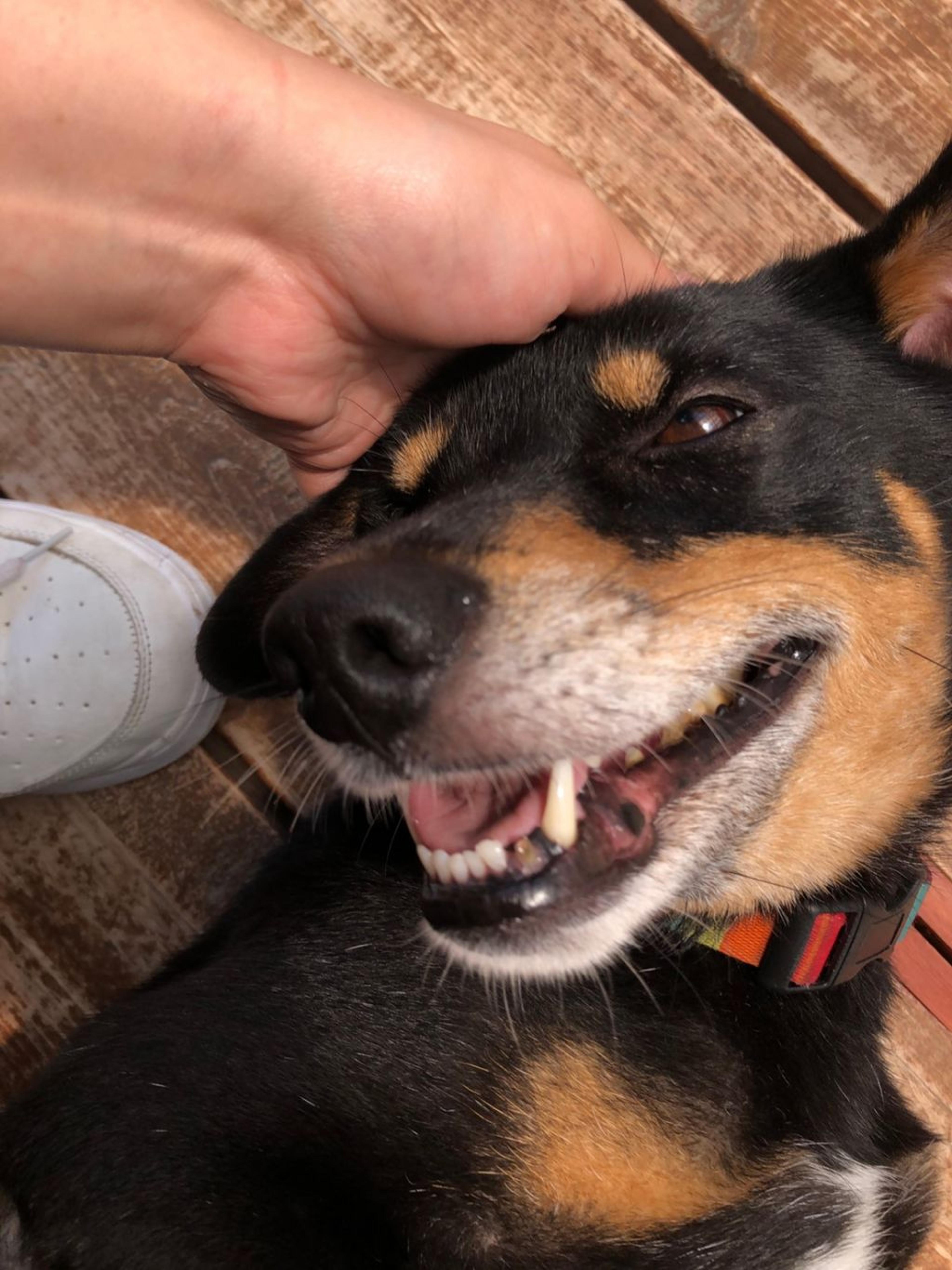 pet-image-4