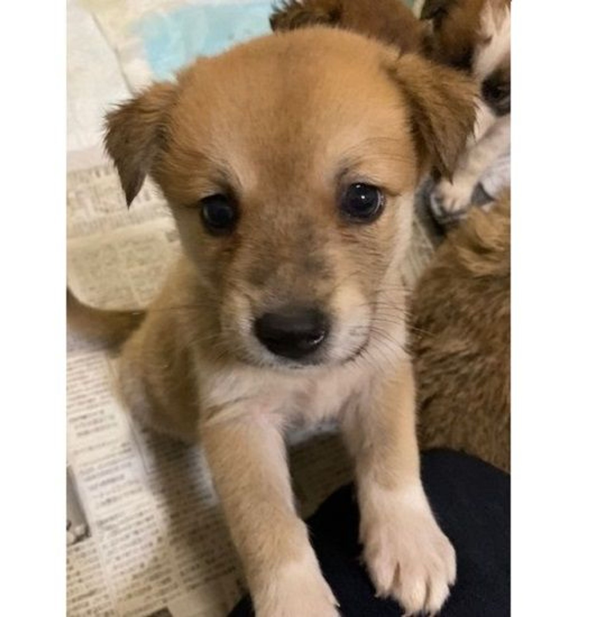 雑種（ミックス犬）・オスの里親募集の写真