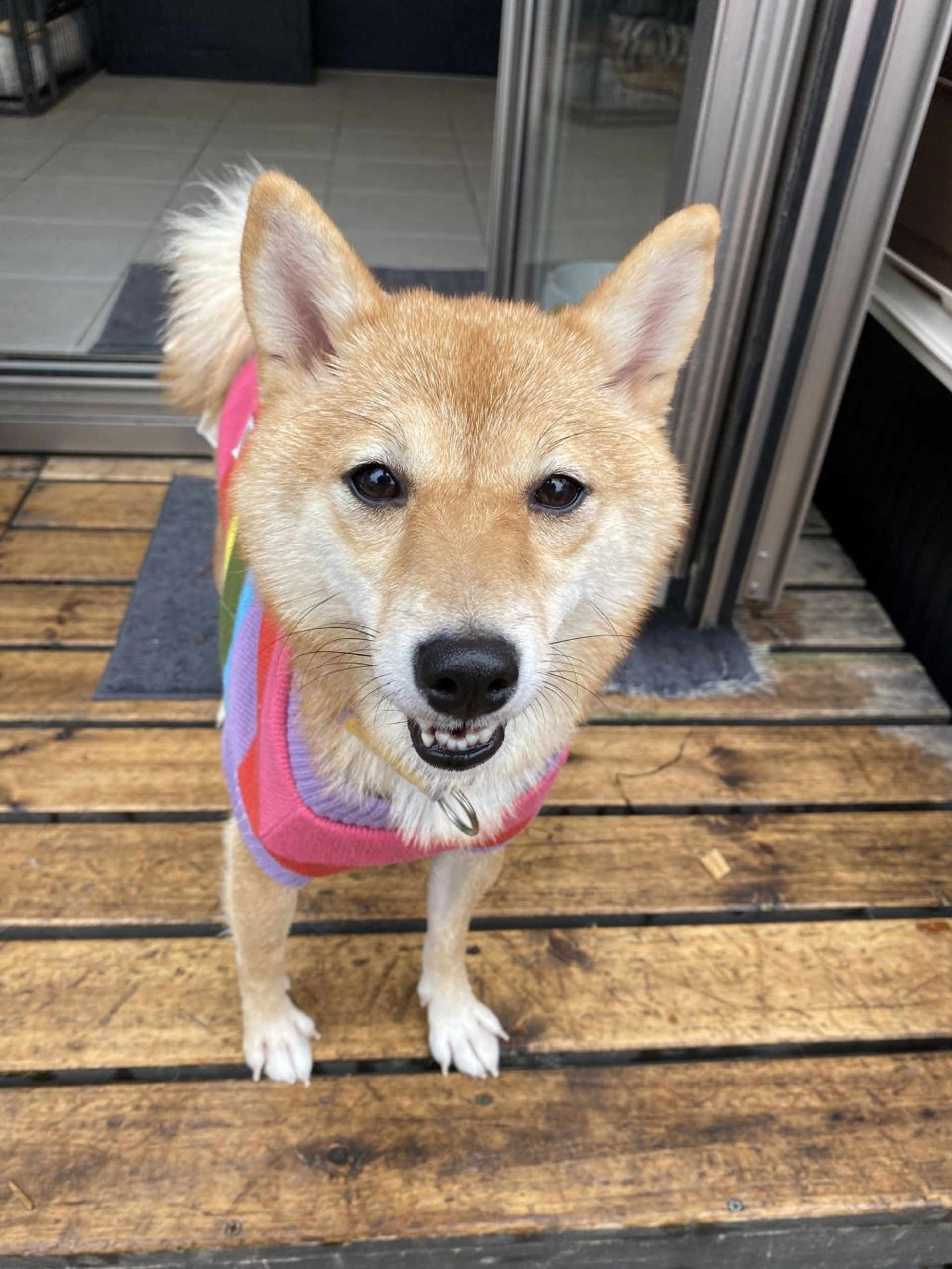 柴犬・メスの里親募集の写真