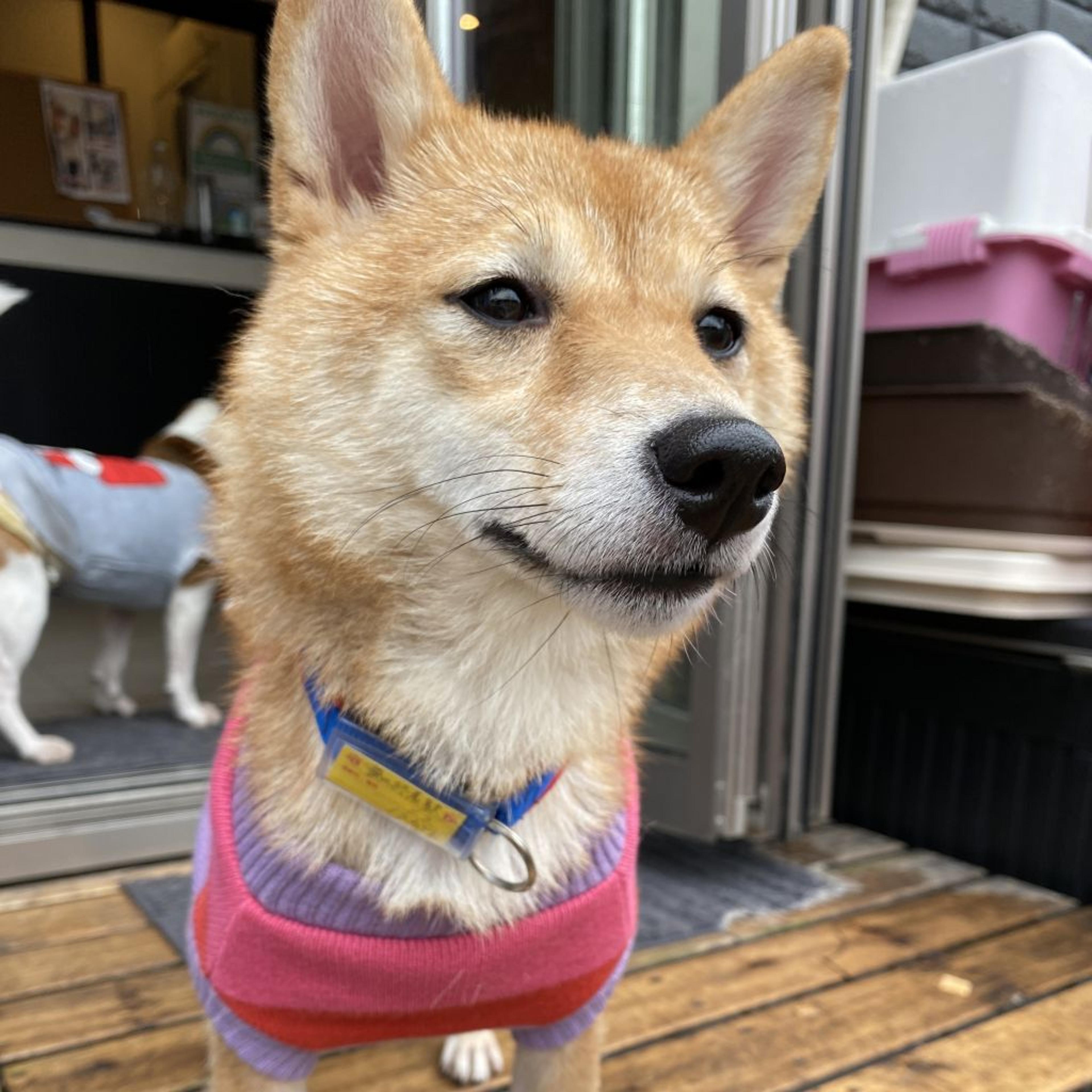 pet-image-3