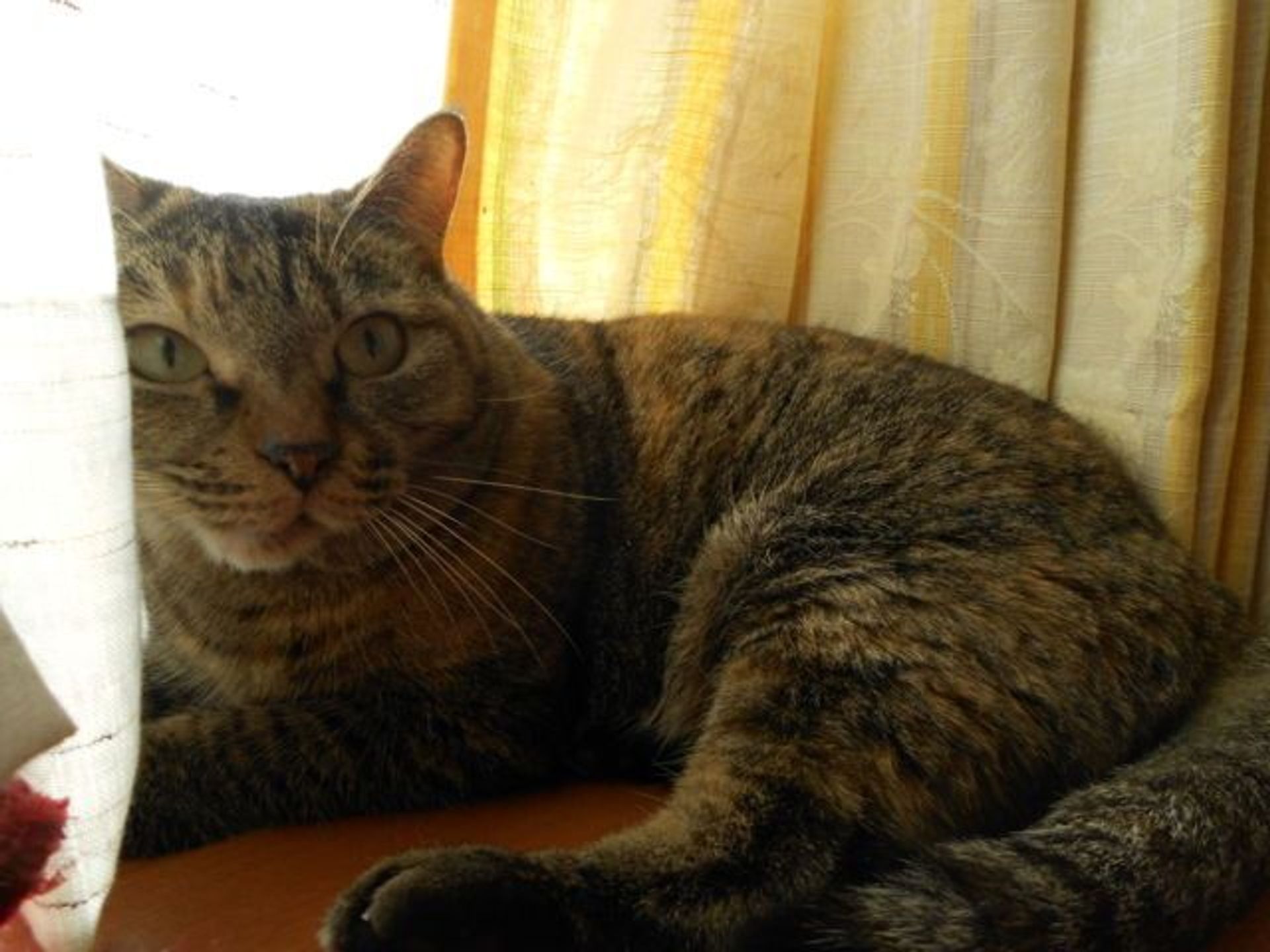 雑種（ミックス猫）・メスの里親募集の写真