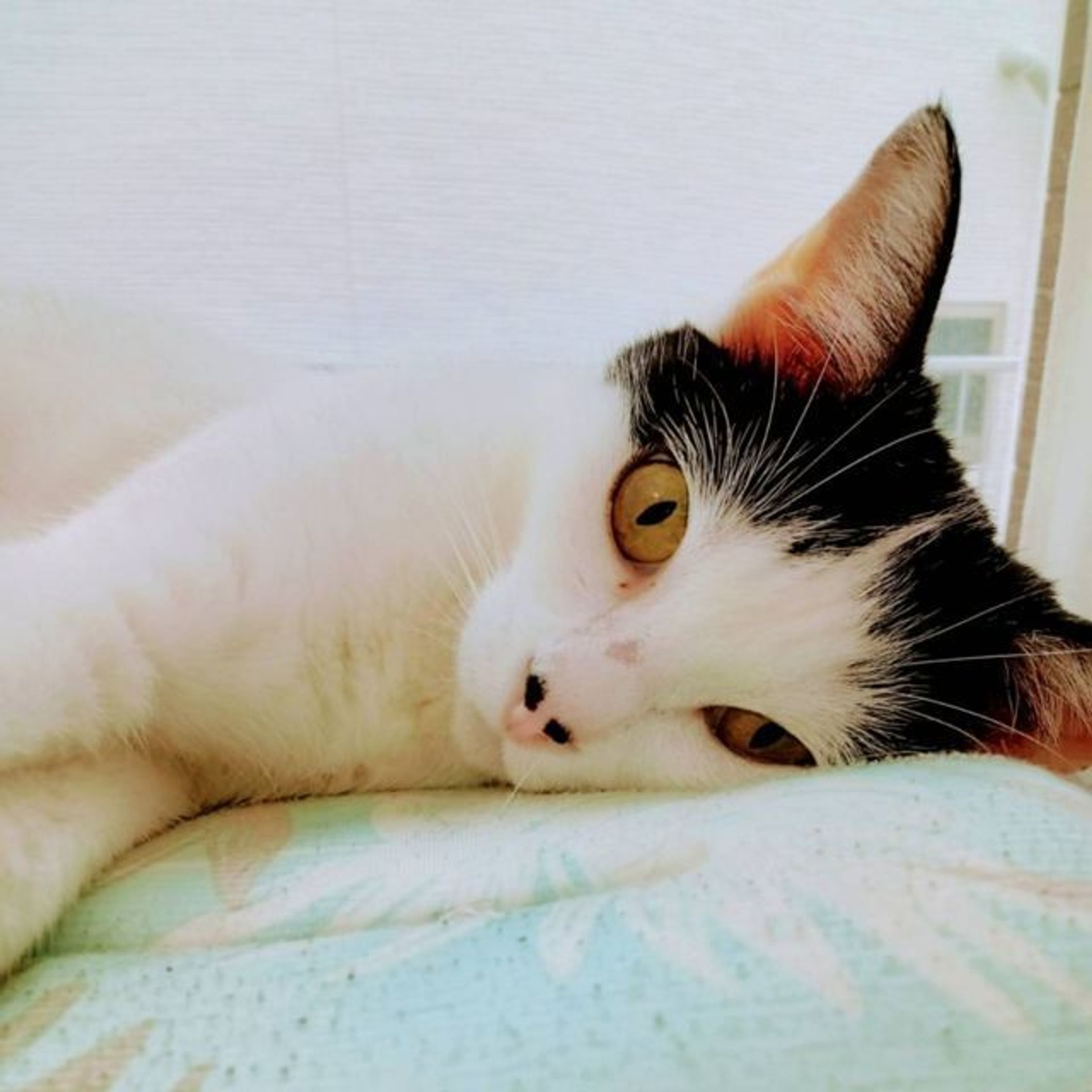 雑種（ミックス猫）・メスの里親募集の写真