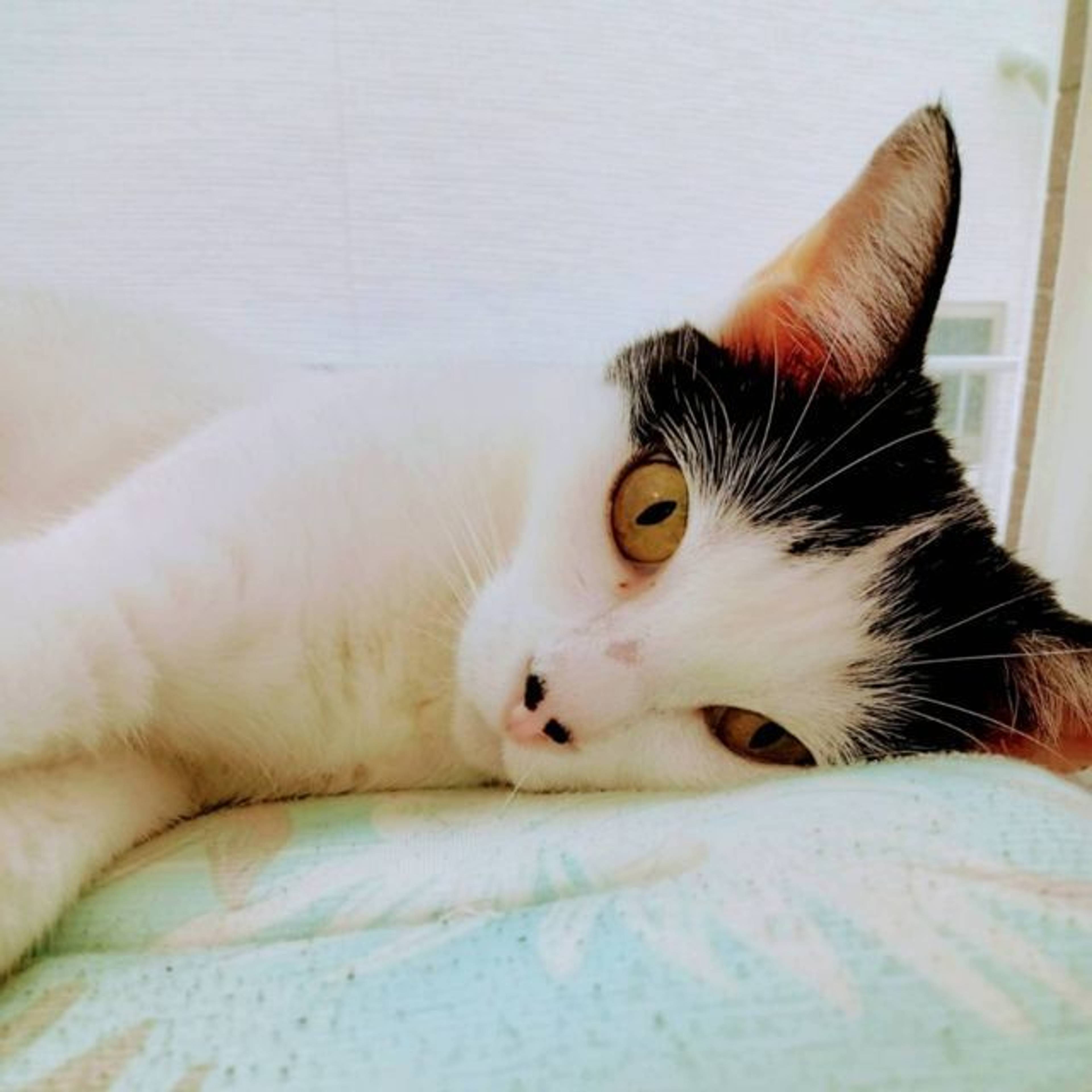 雑種（ミックス猫）・メスの里親募集の写真