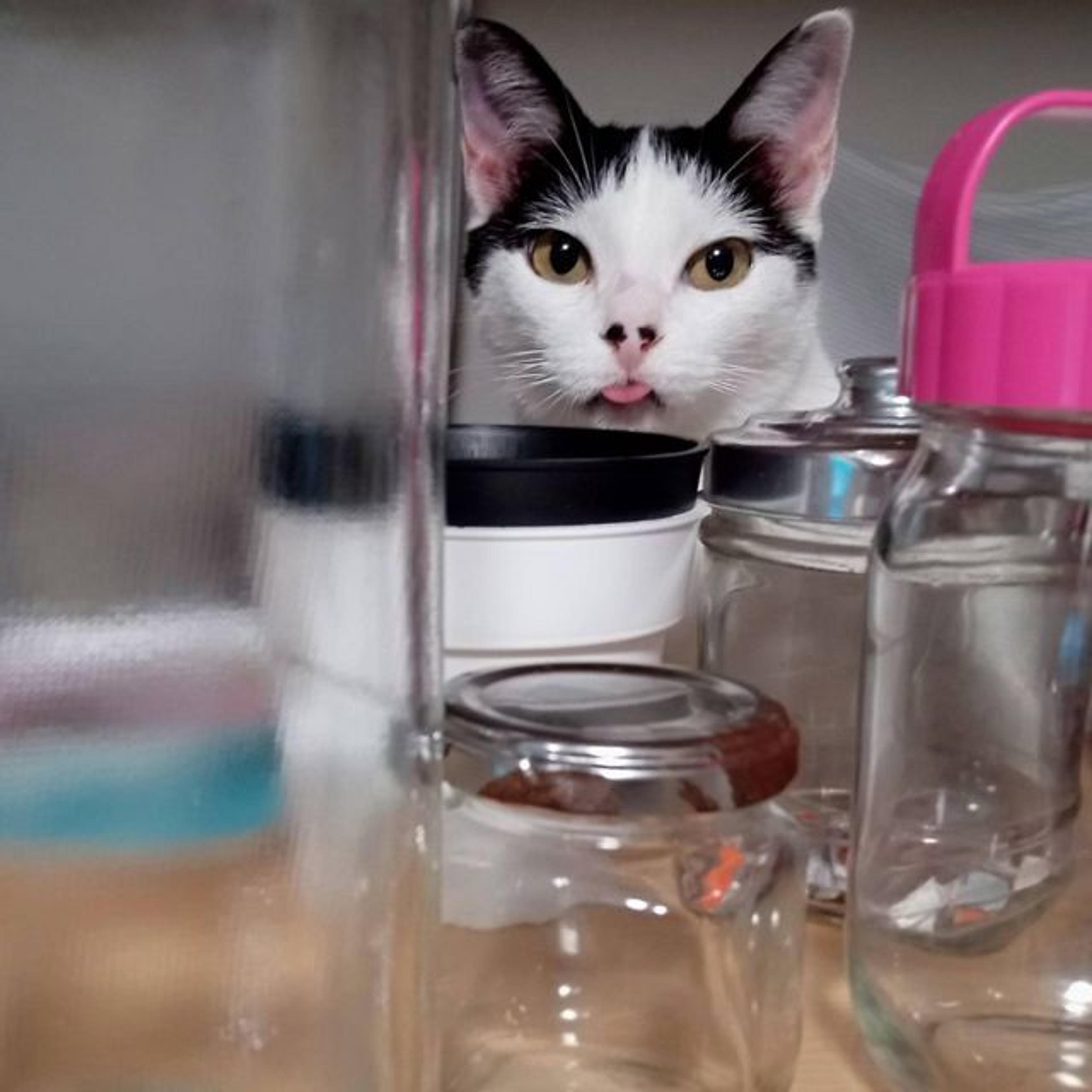 pet-image-2