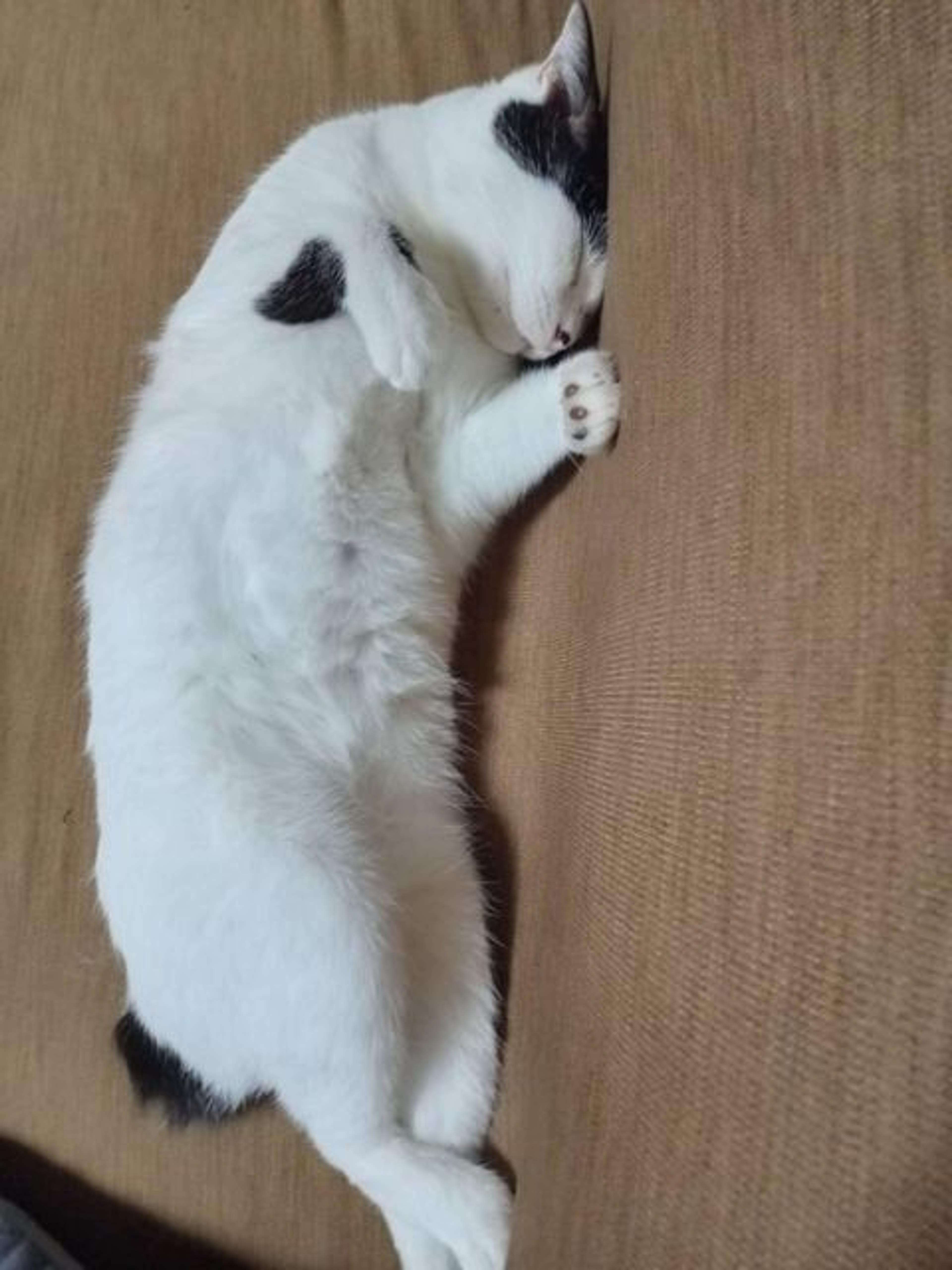 pet-image-3