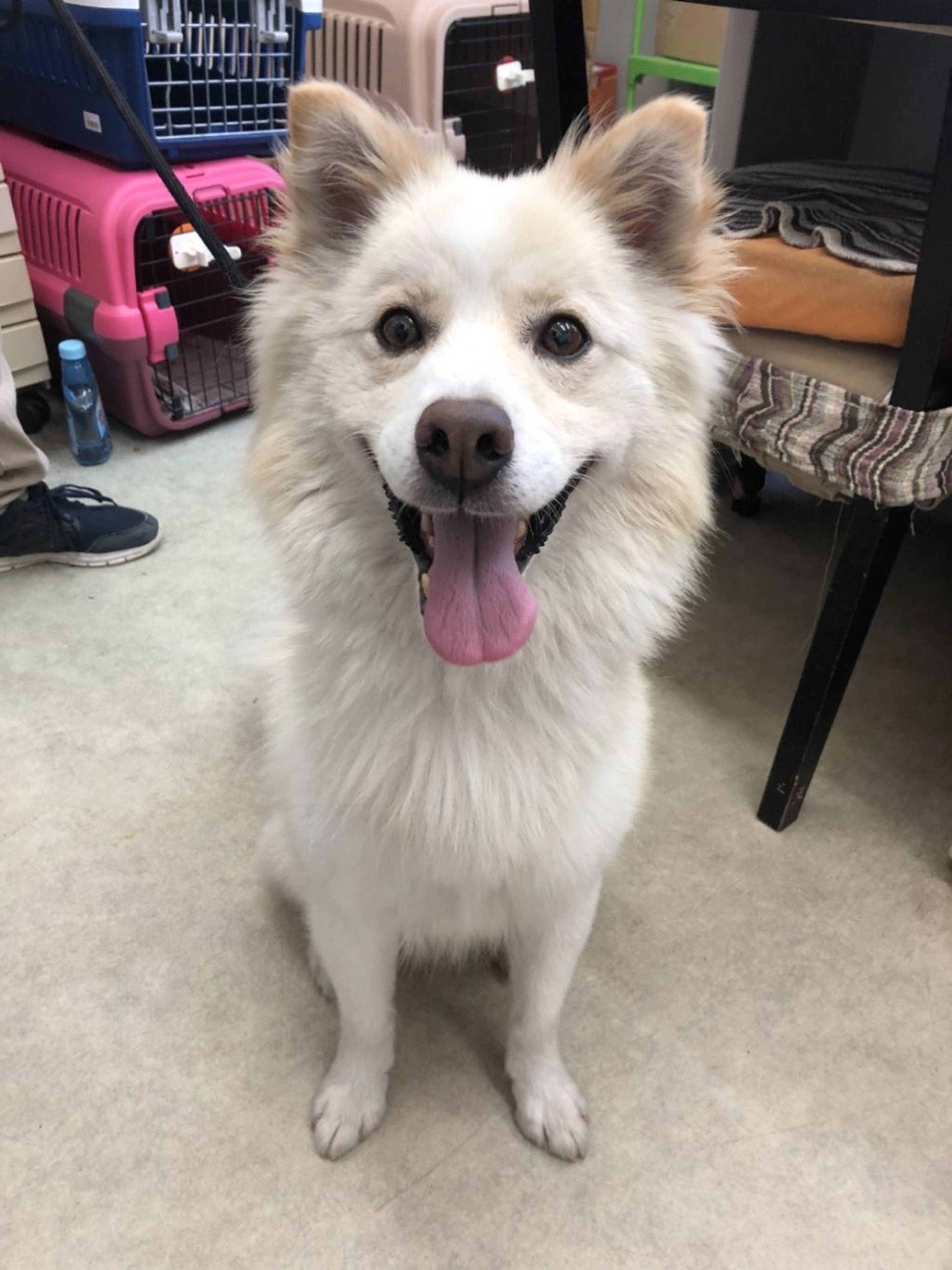 雑種（ミックス犬）・オスの里親募集の写真