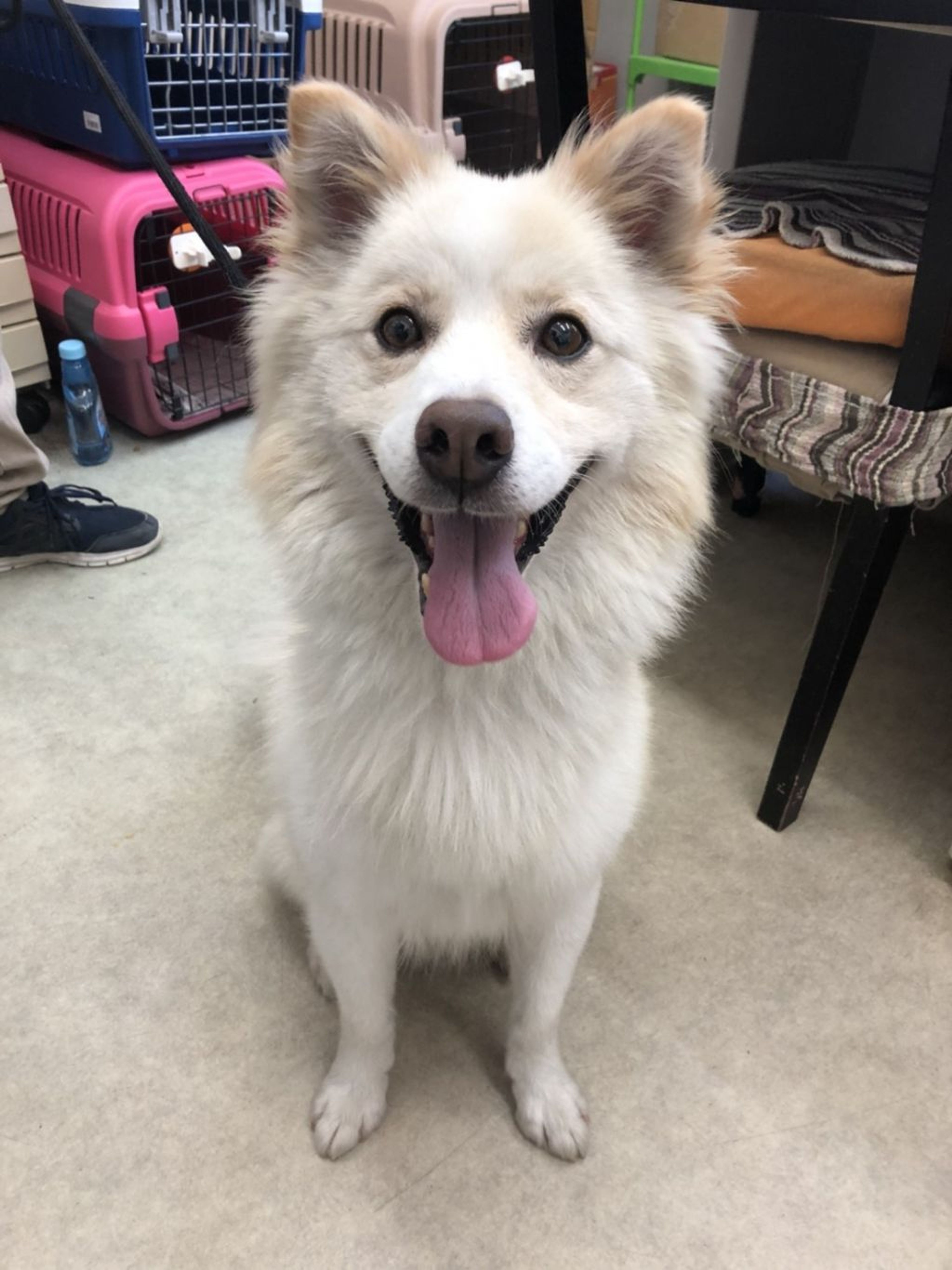 雑種（ミックス犬）・オスの里親募集の写真