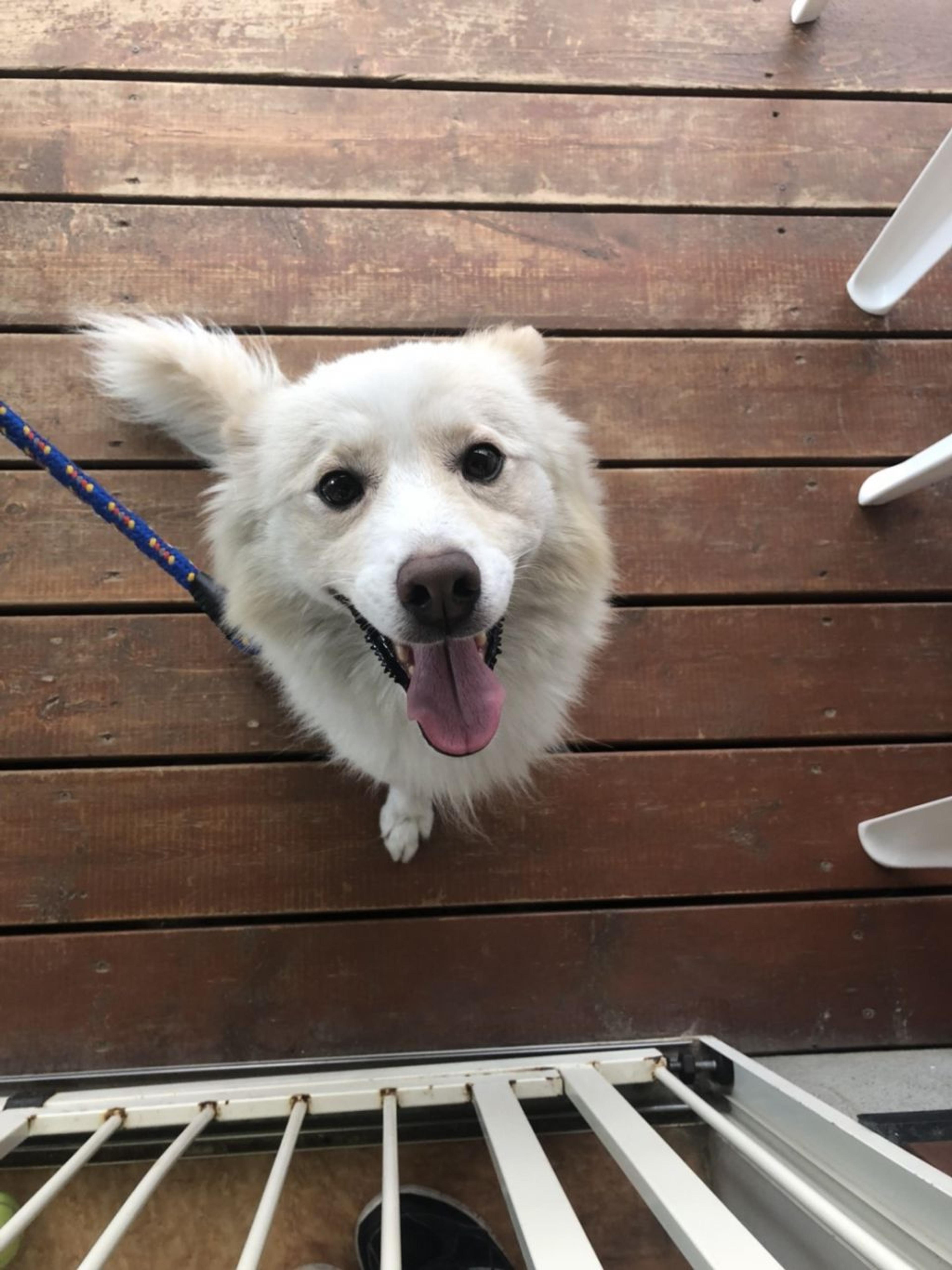 pet-image-2