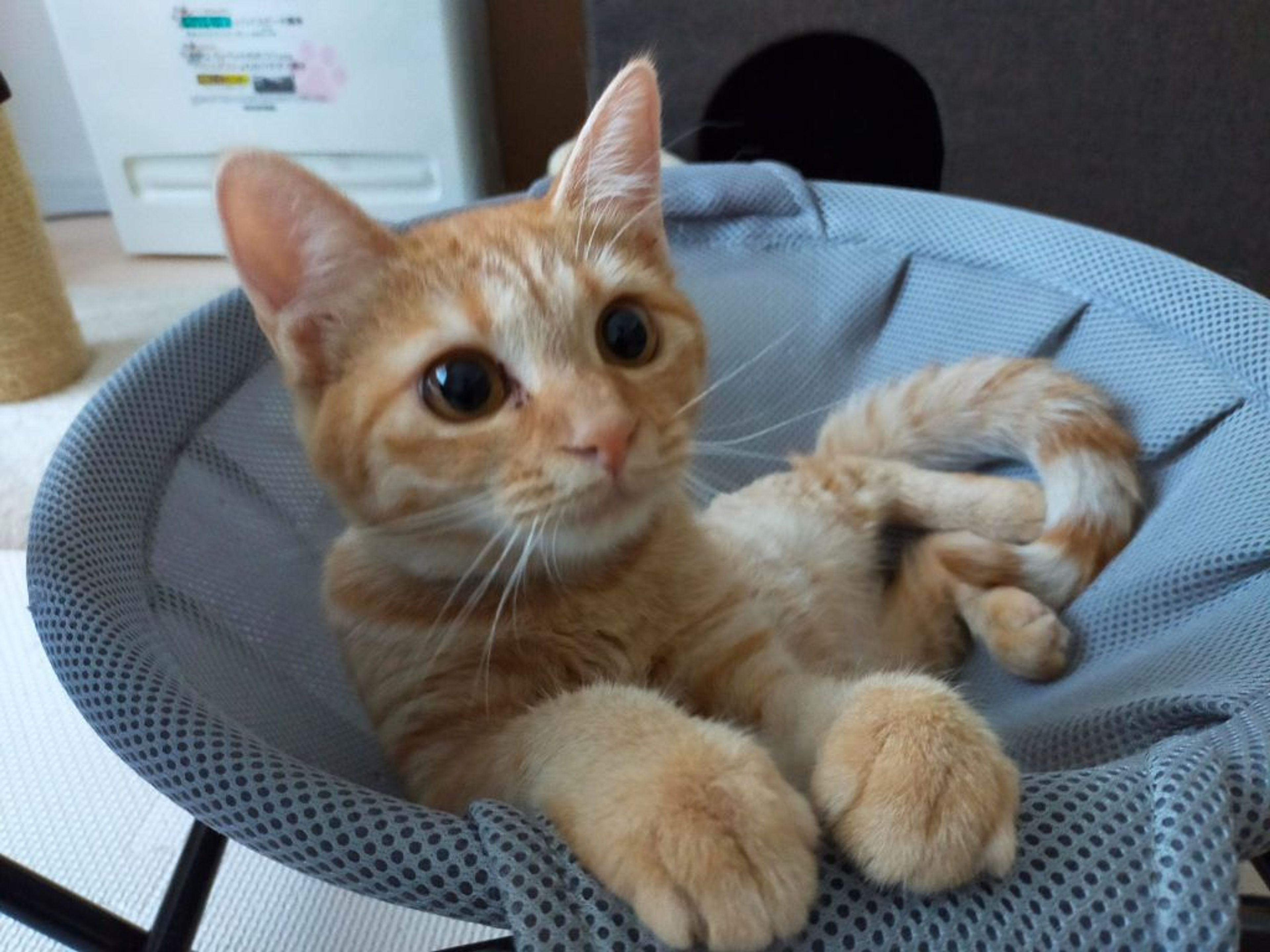 雑種（ミックス猫）・メスの里親募集の写真
