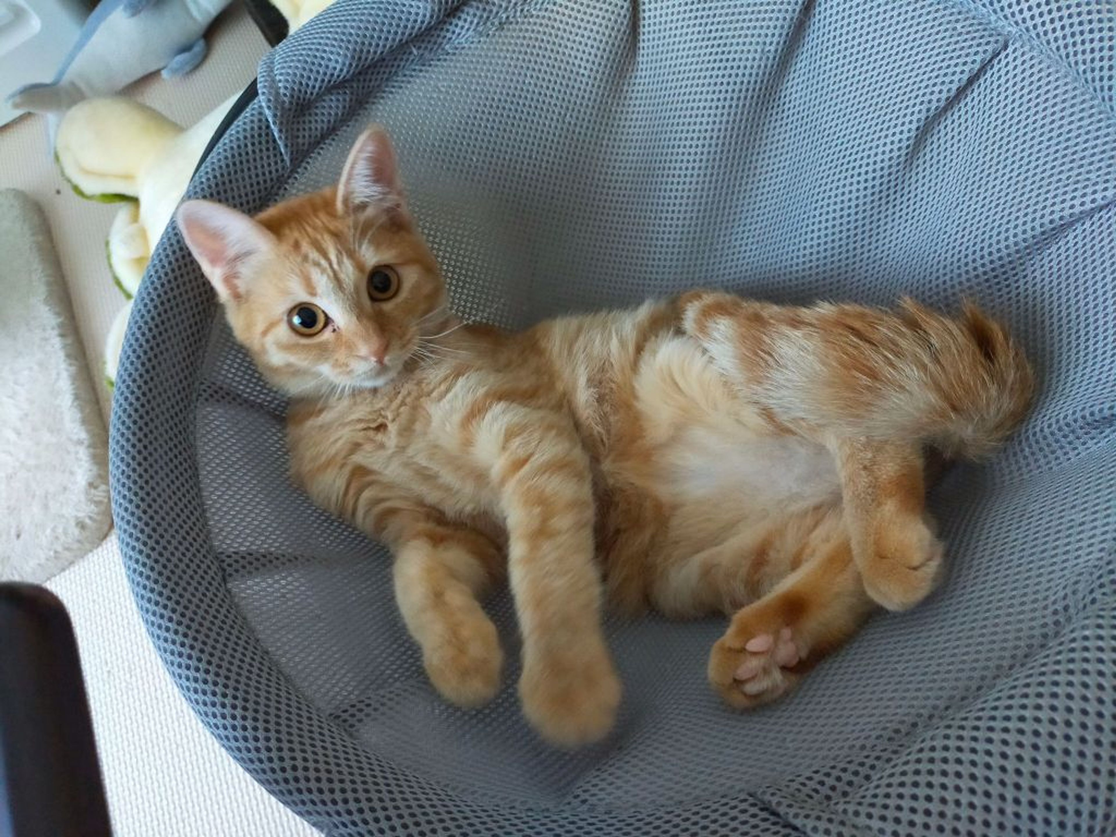 pet-image-2