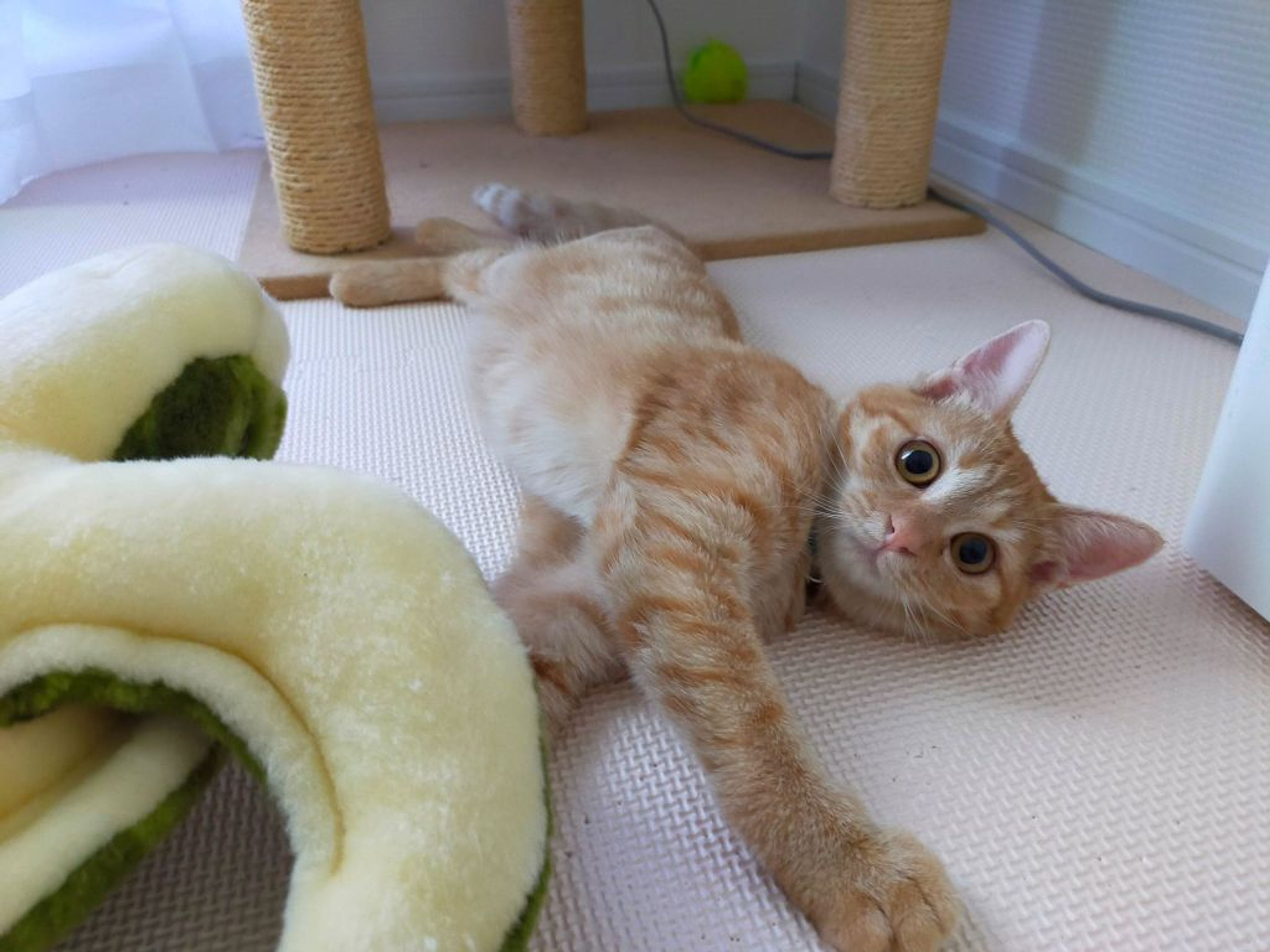 pet-image-3
