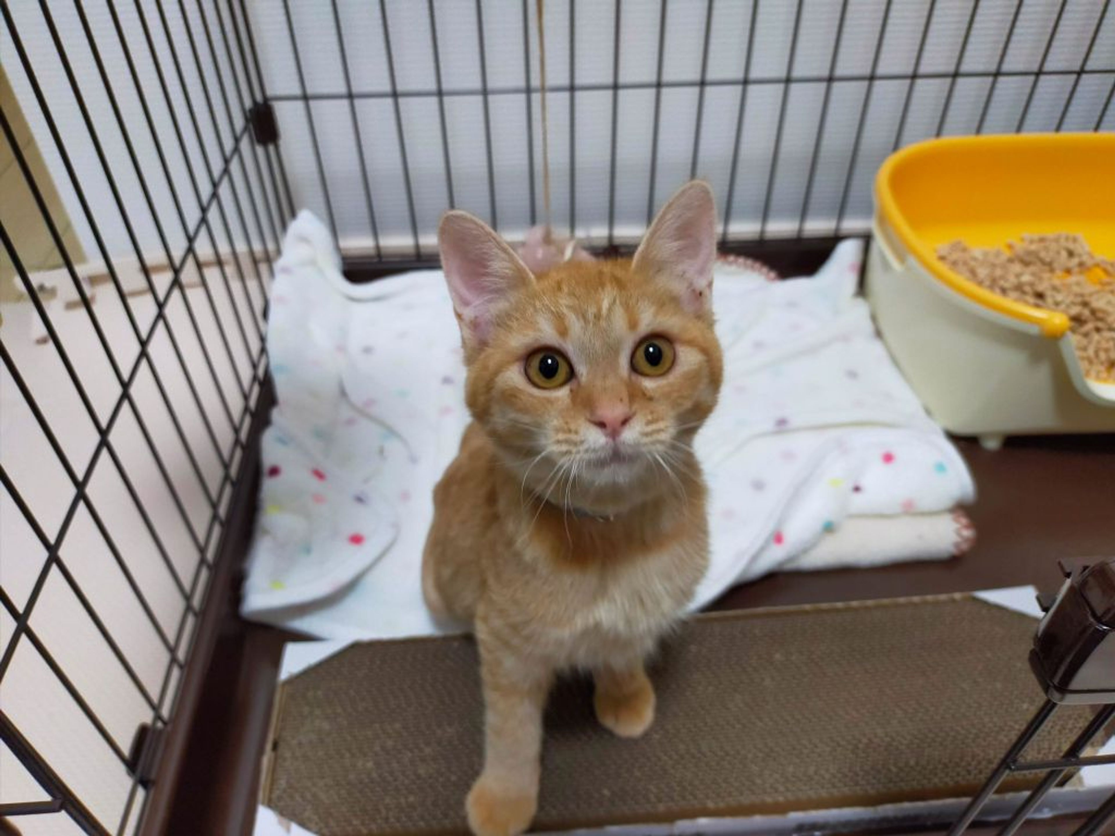 pet-image-4