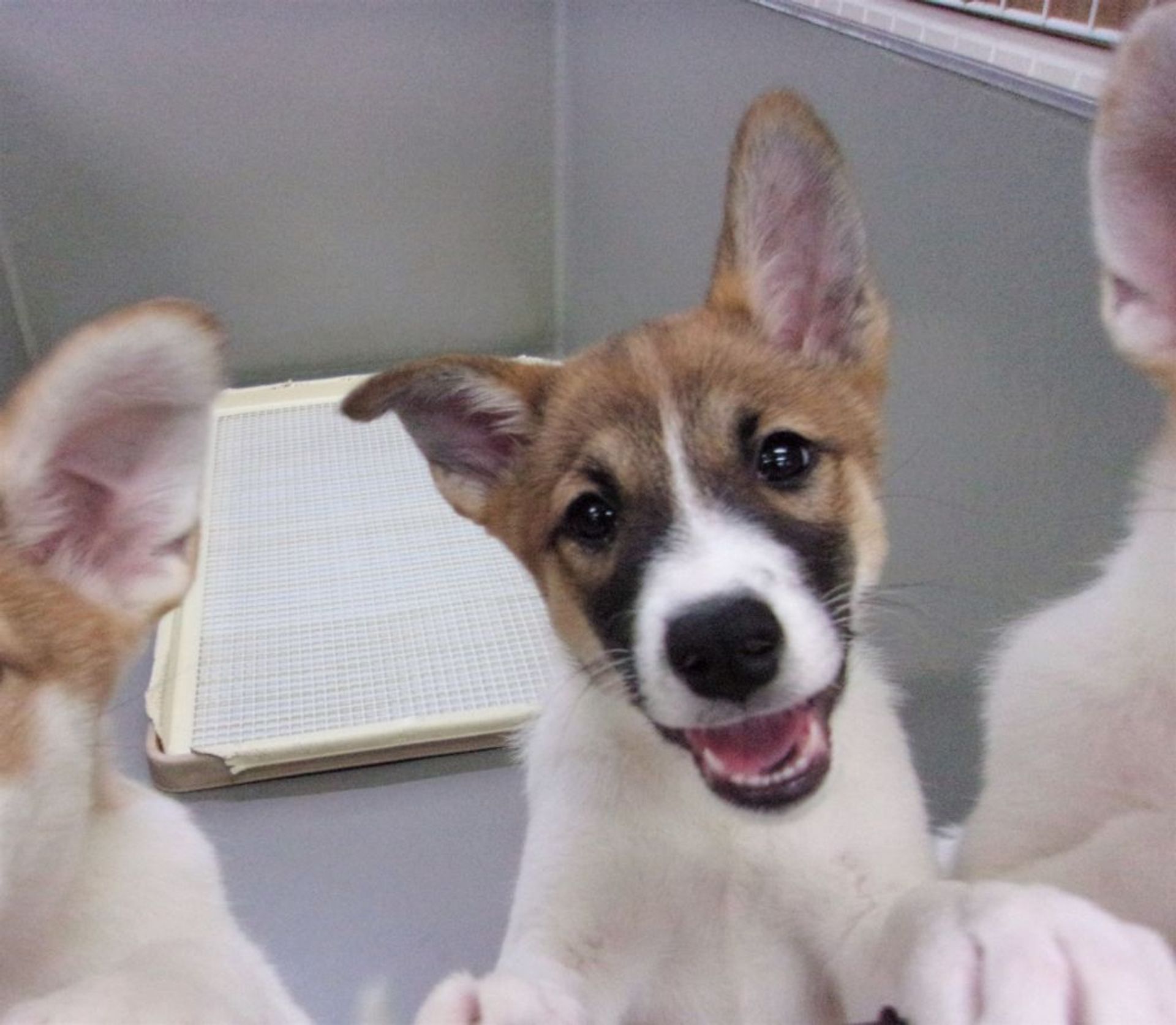 雑種（ミックス犬）・メスの里親募集の写真