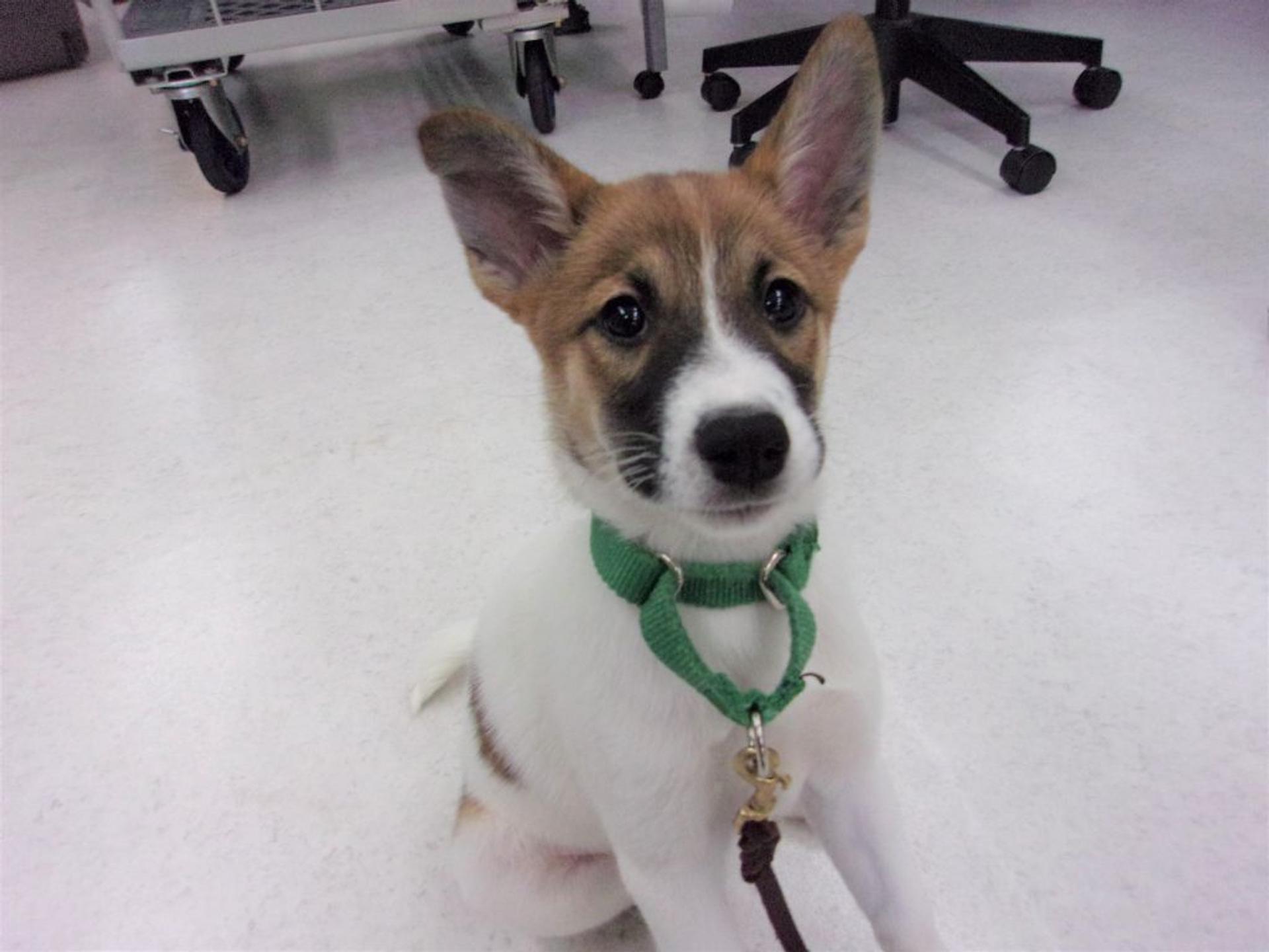 pet-image-3