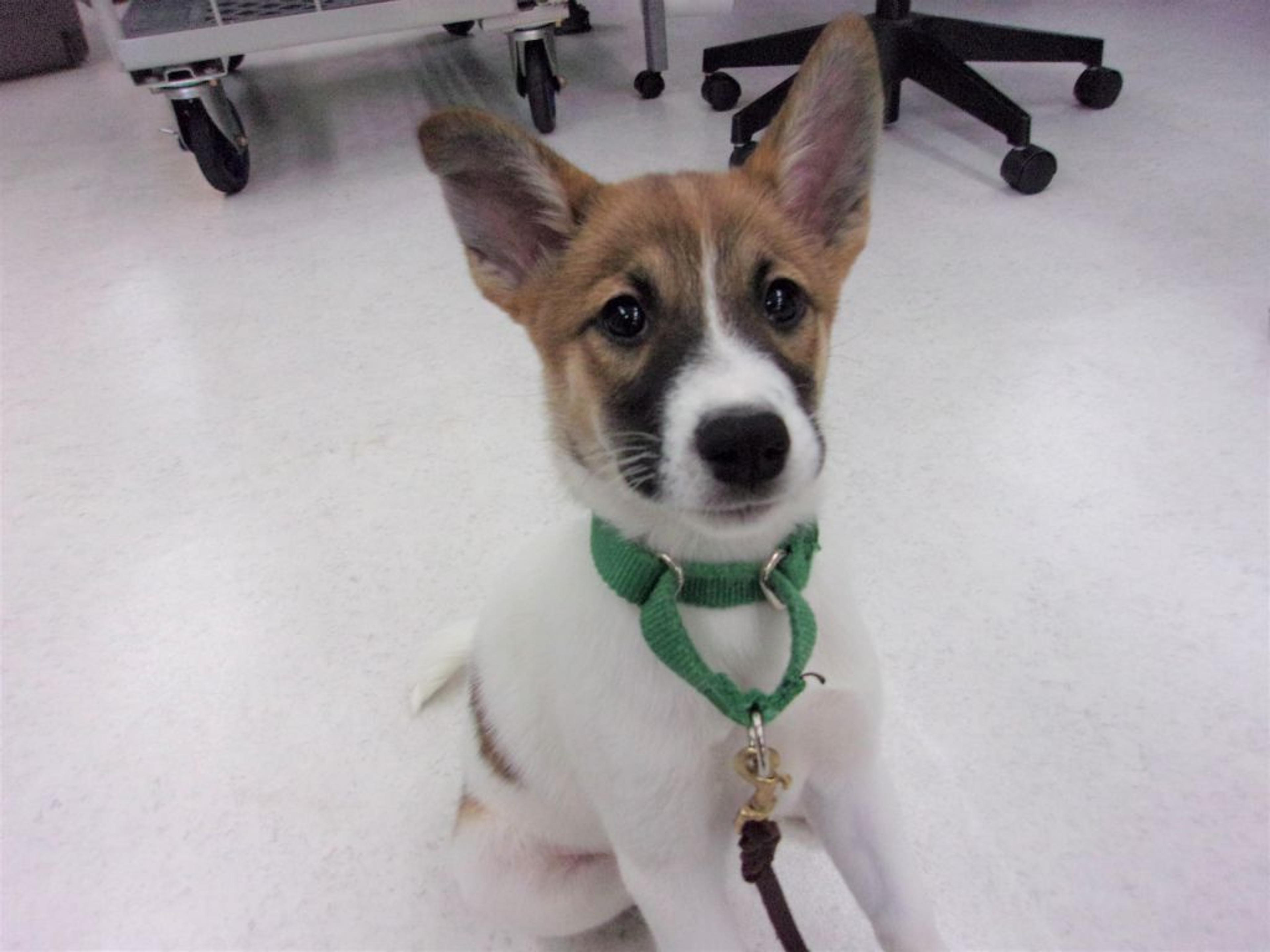 pet-image-3