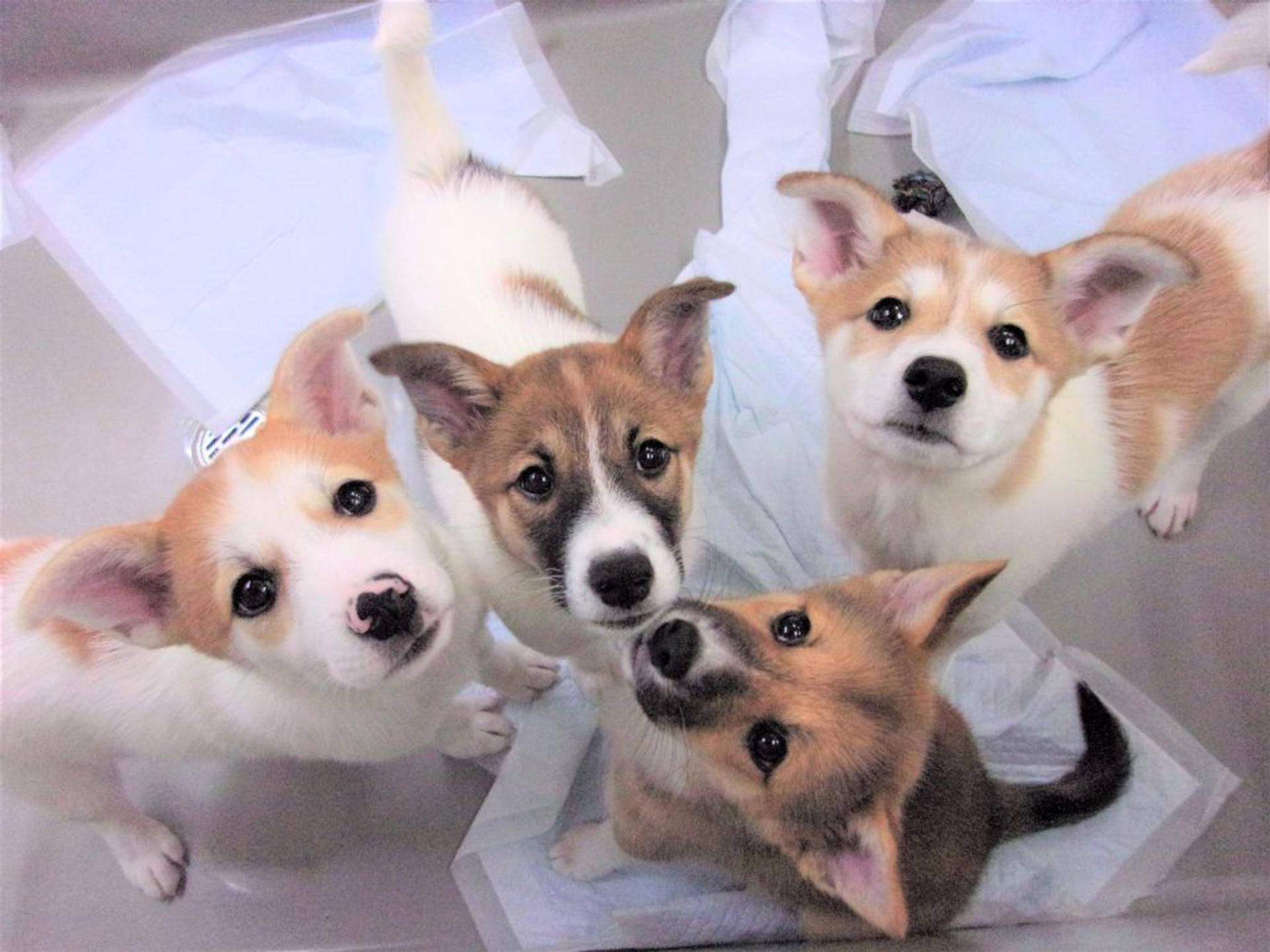 pet-image-5