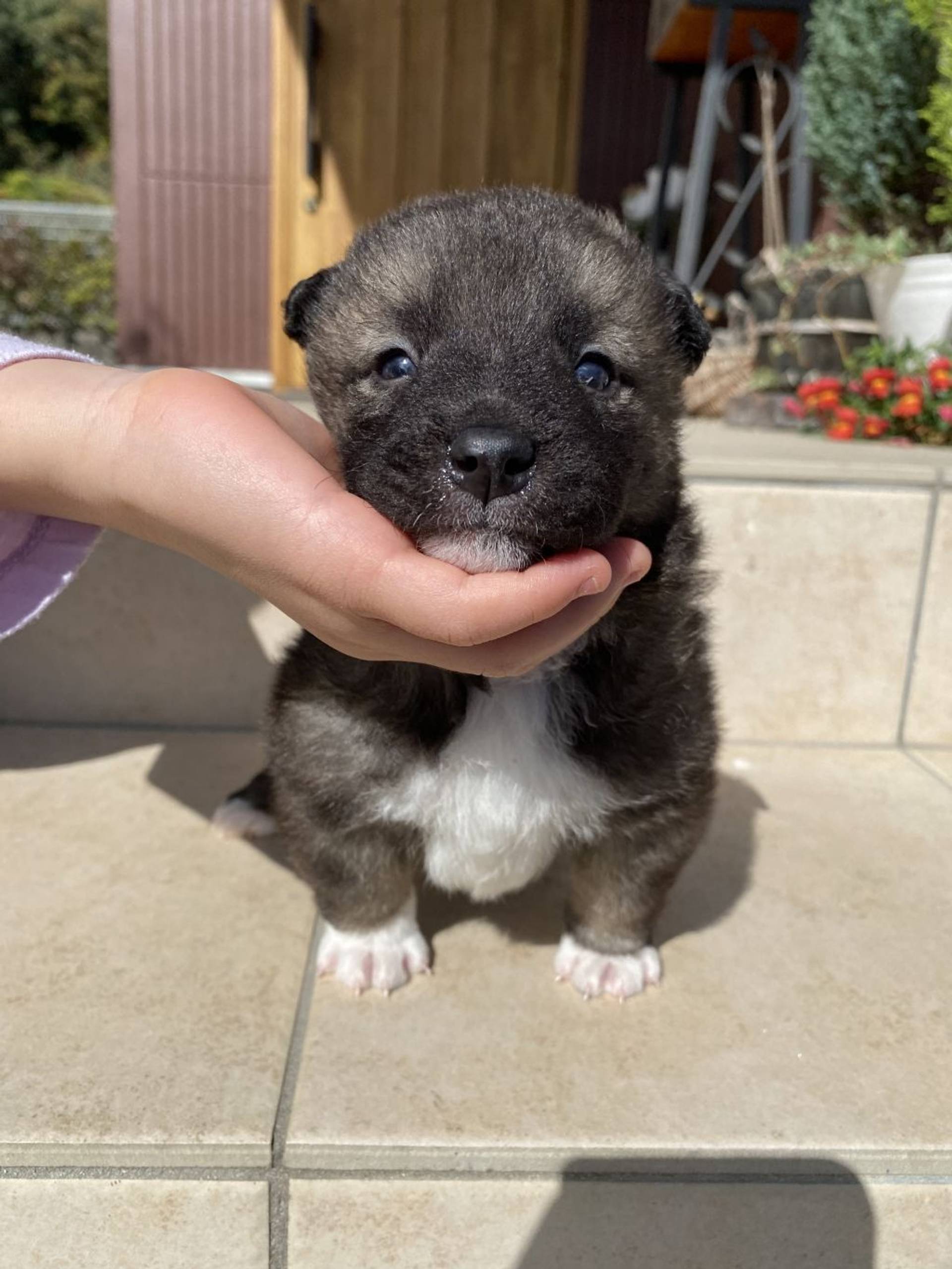 雑種（ミックス犬）・オスの里親募集の写真