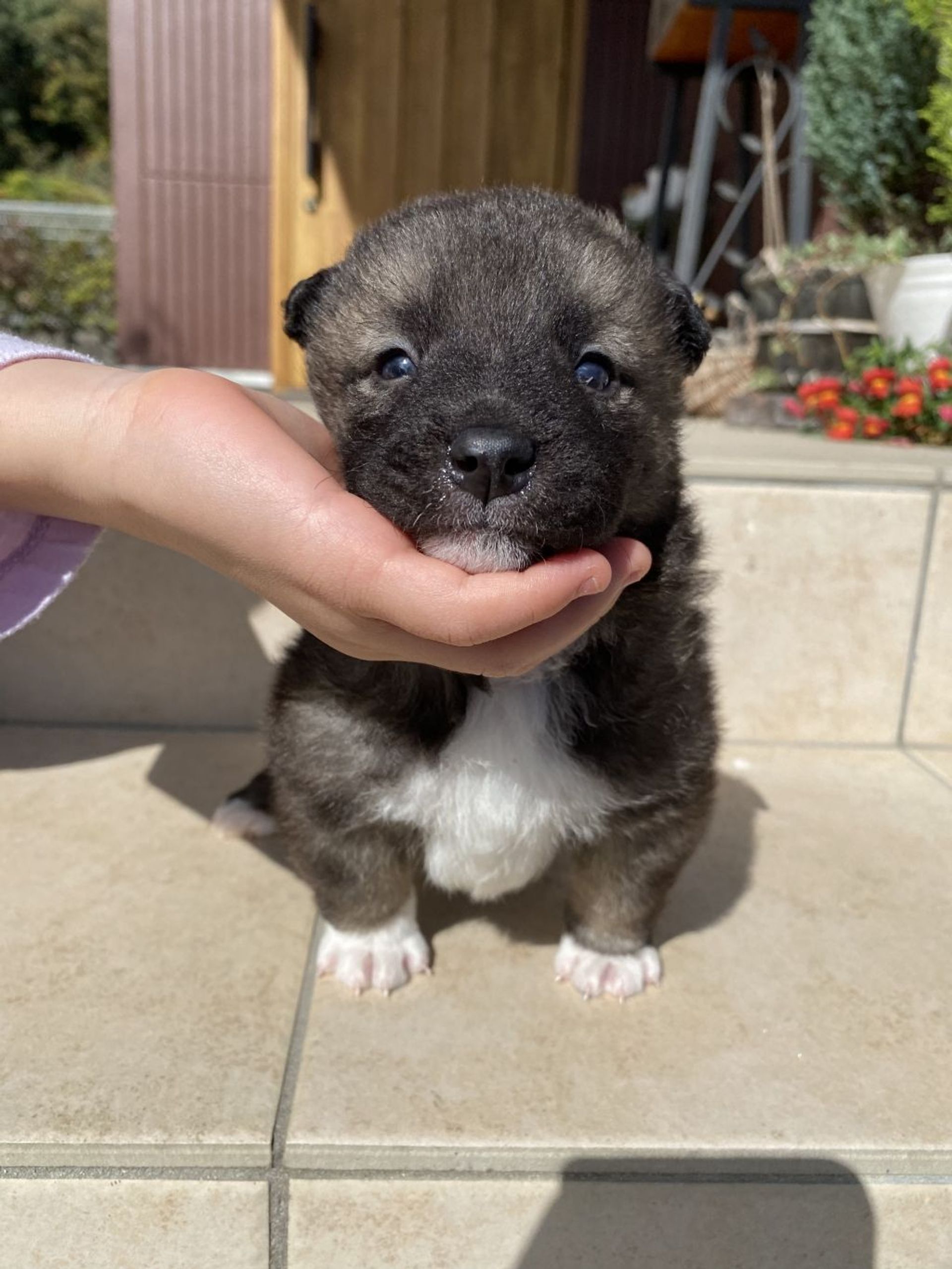 雑種（ミックス犬）・オスの里親募集の写真