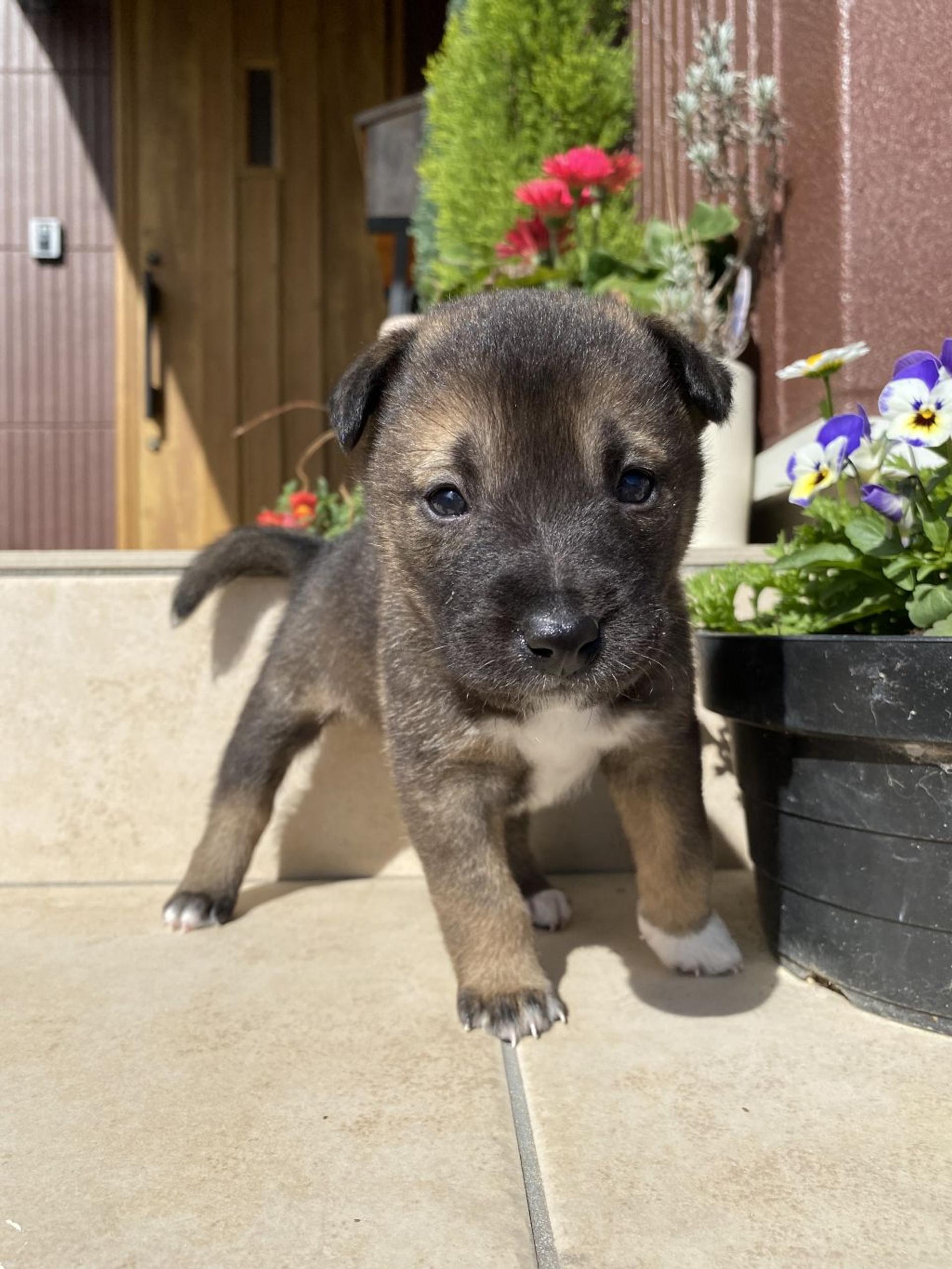 pet-image-2