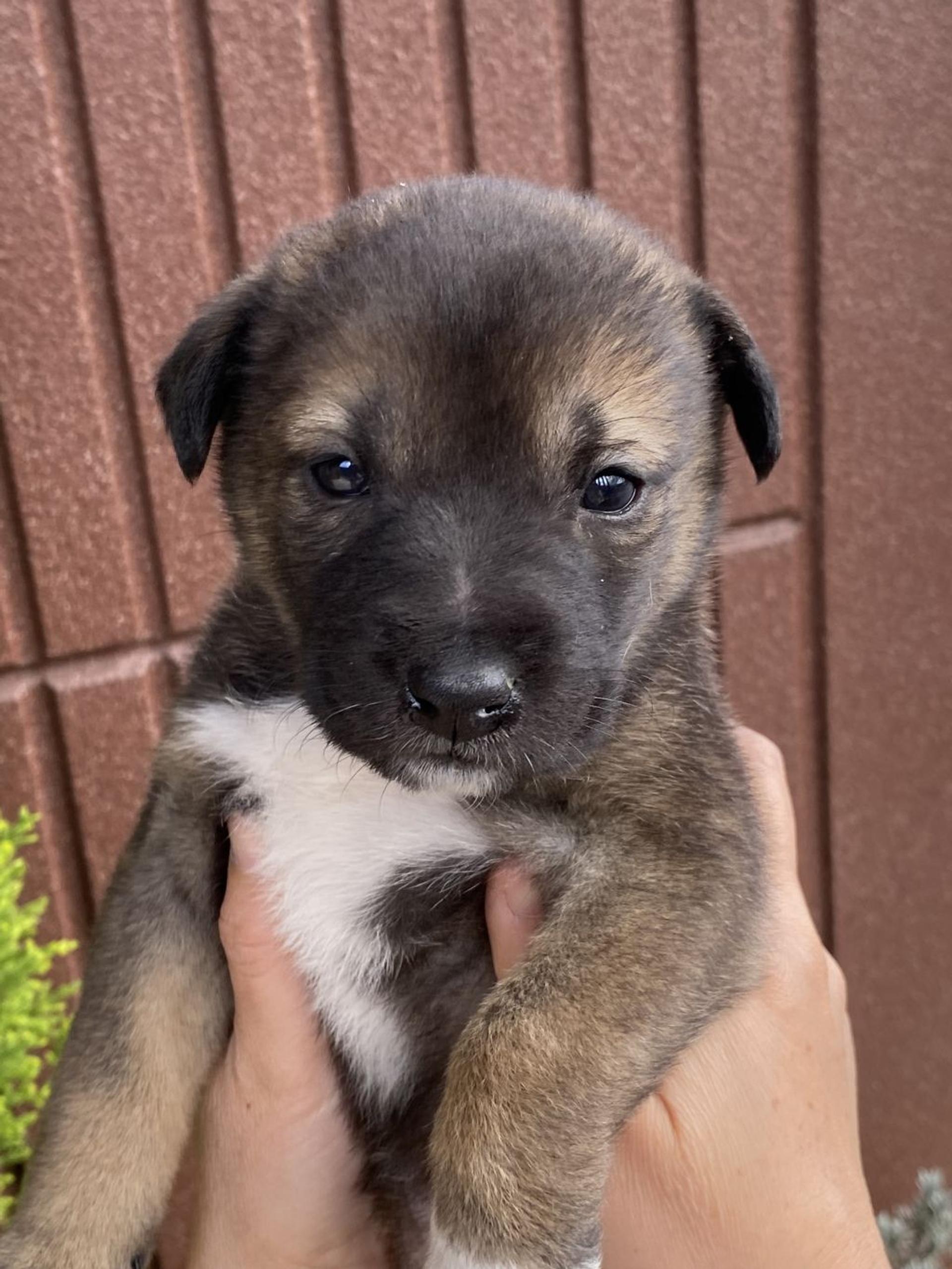 pet-image-3