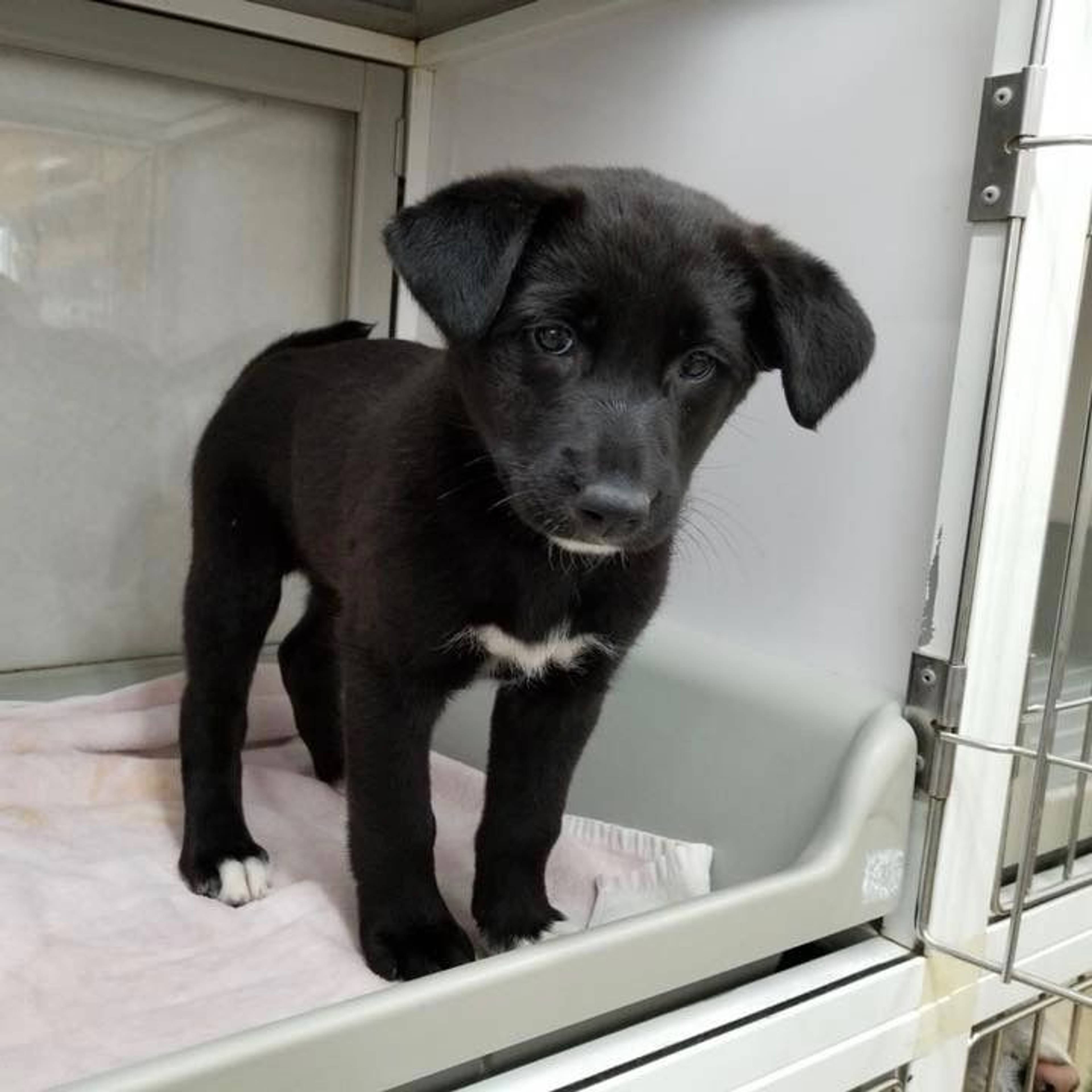 雑種（ミックス犬）・メスの里親募集の写真