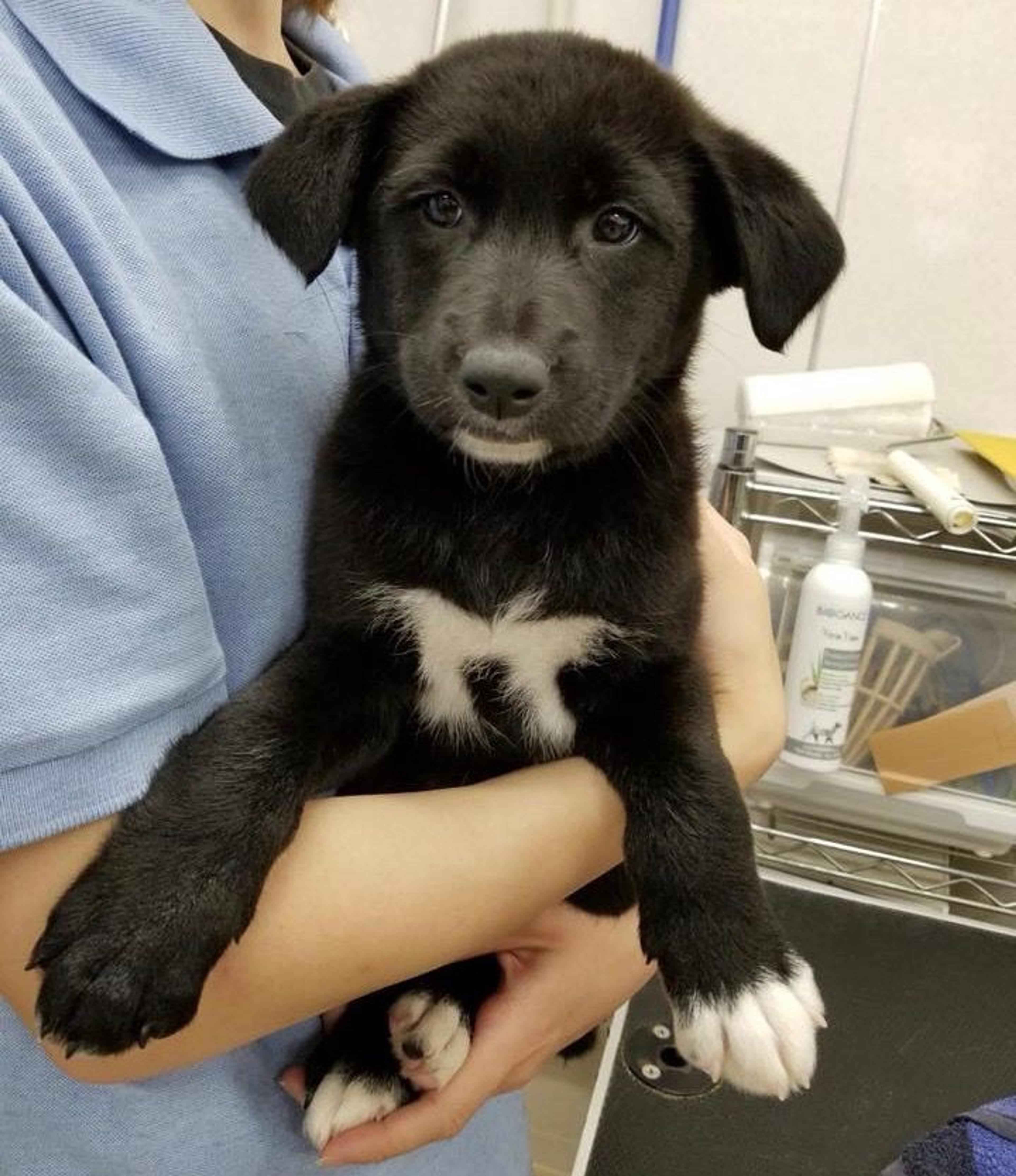 pet-image-2