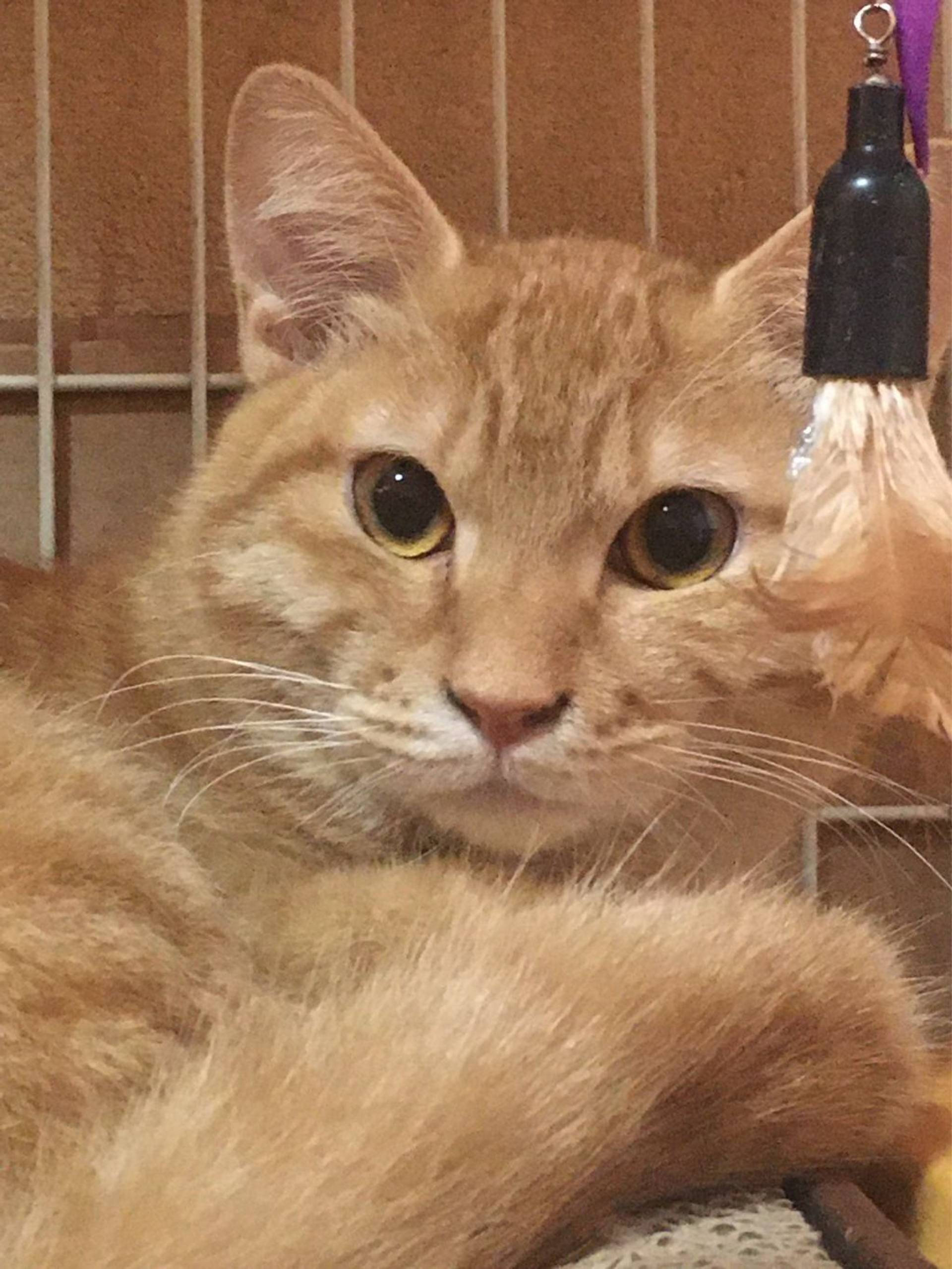 日本猫・オスの里親募集の写真