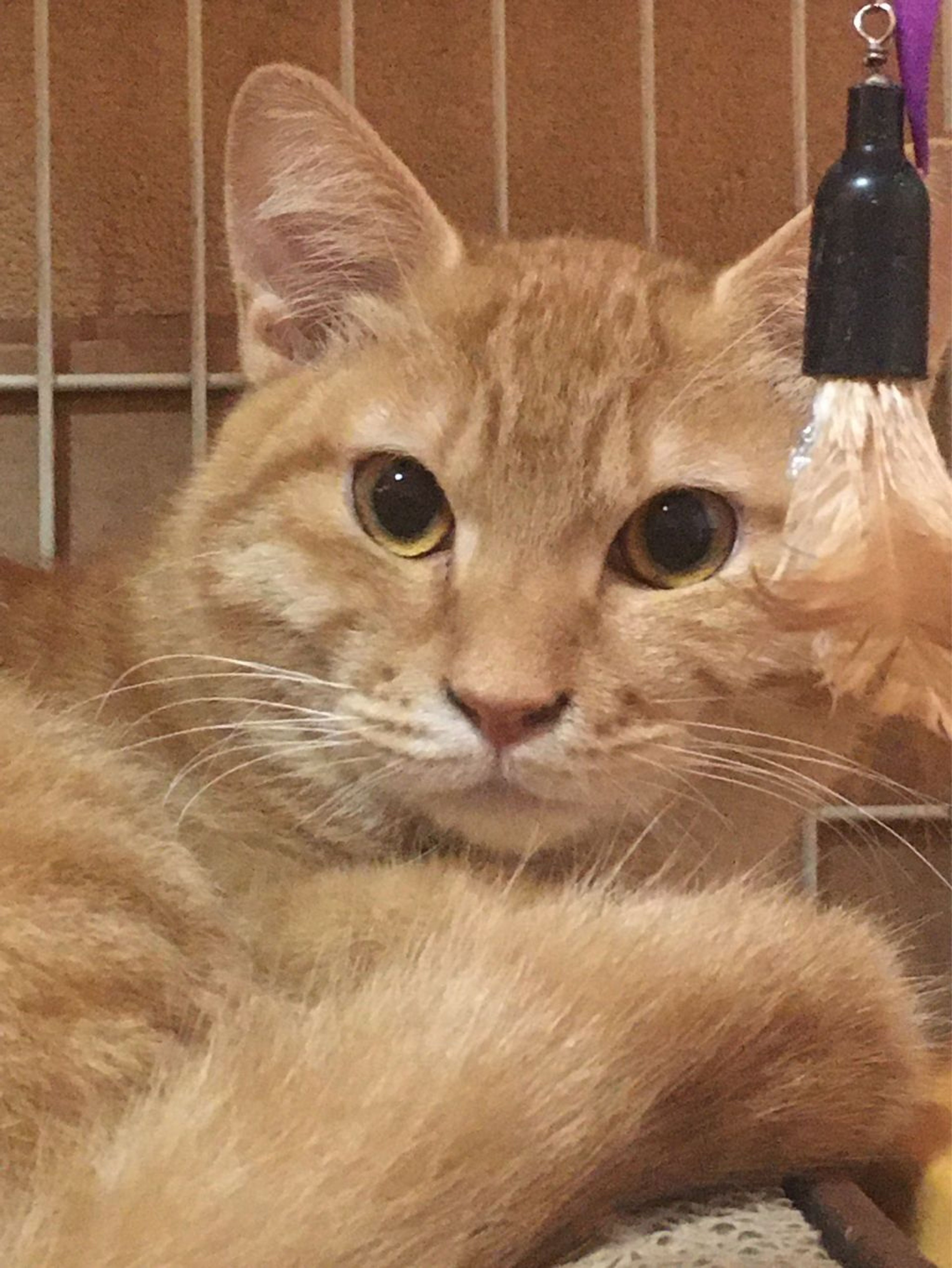 日本猫・オスの里親募集の写真