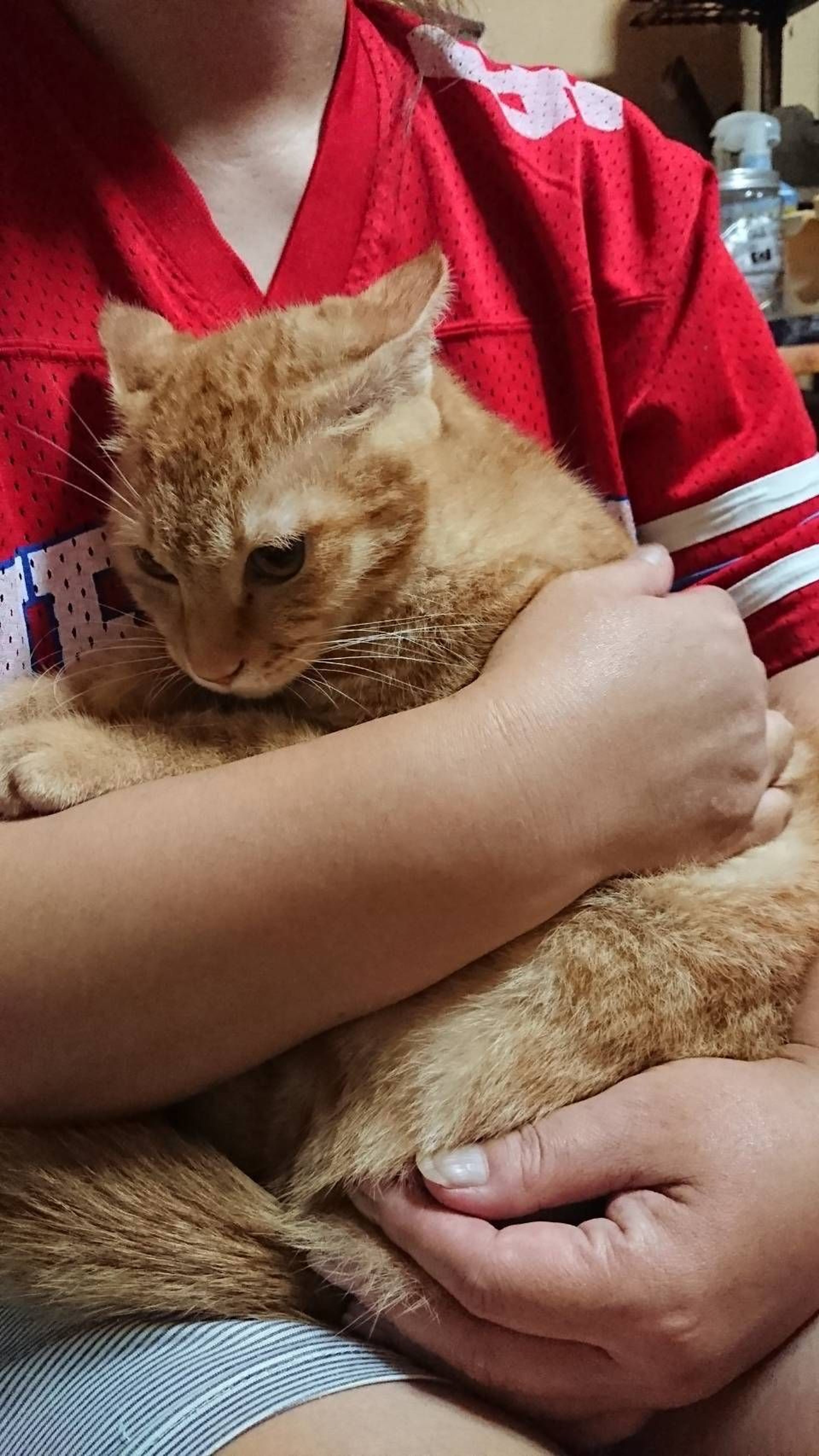 pet-image-2