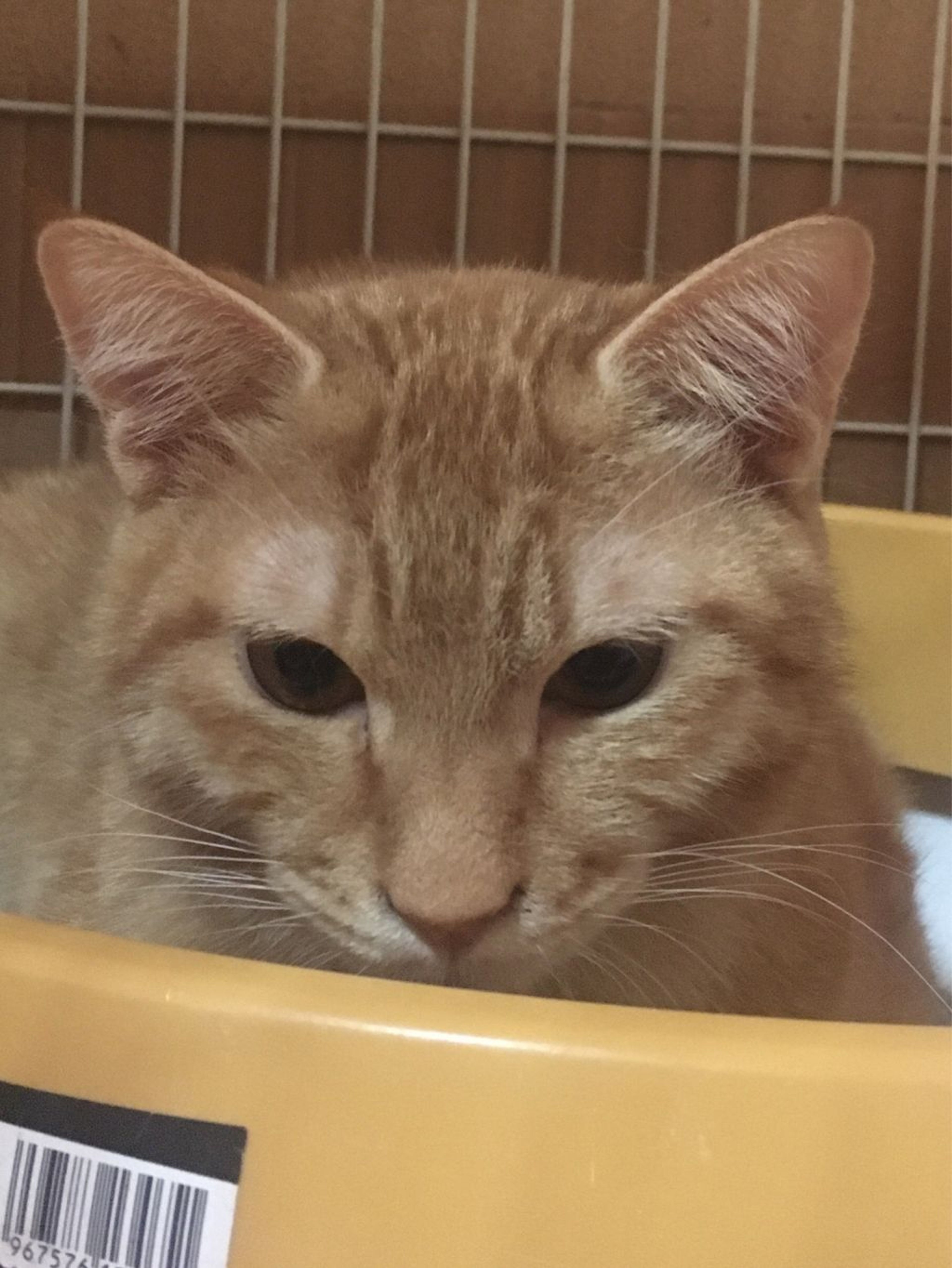 pet-image-3