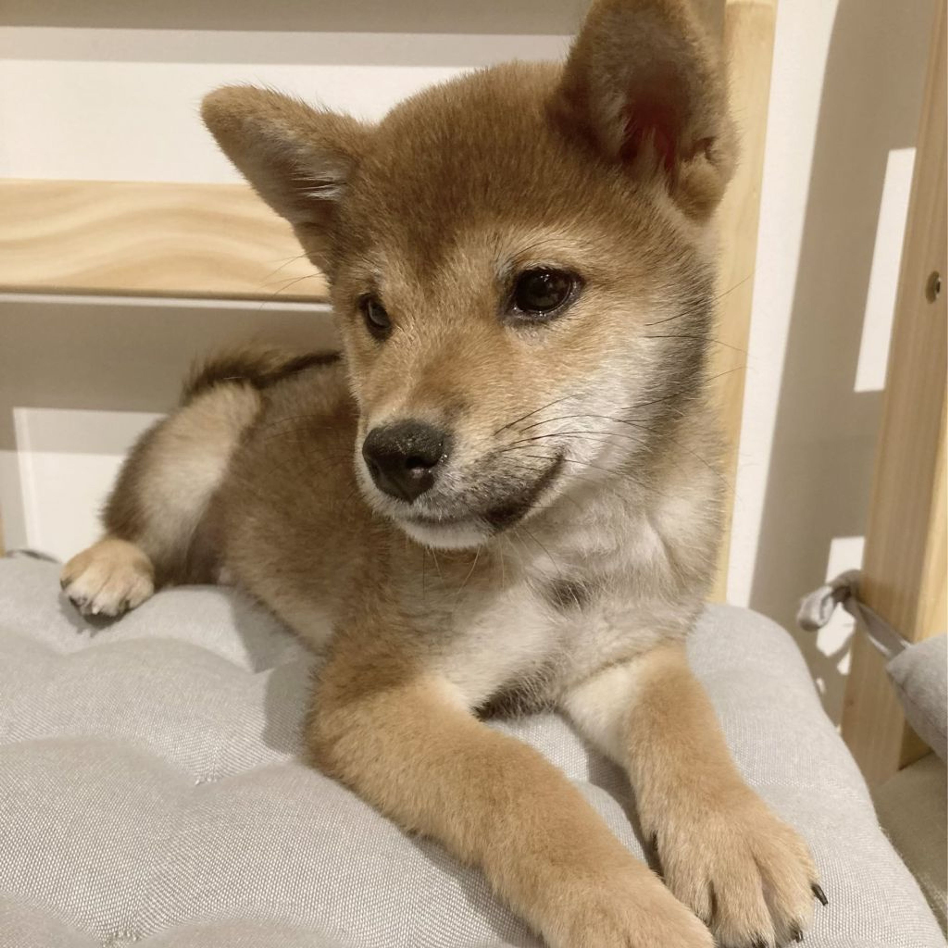 柴犬・オスの里親募集の写真