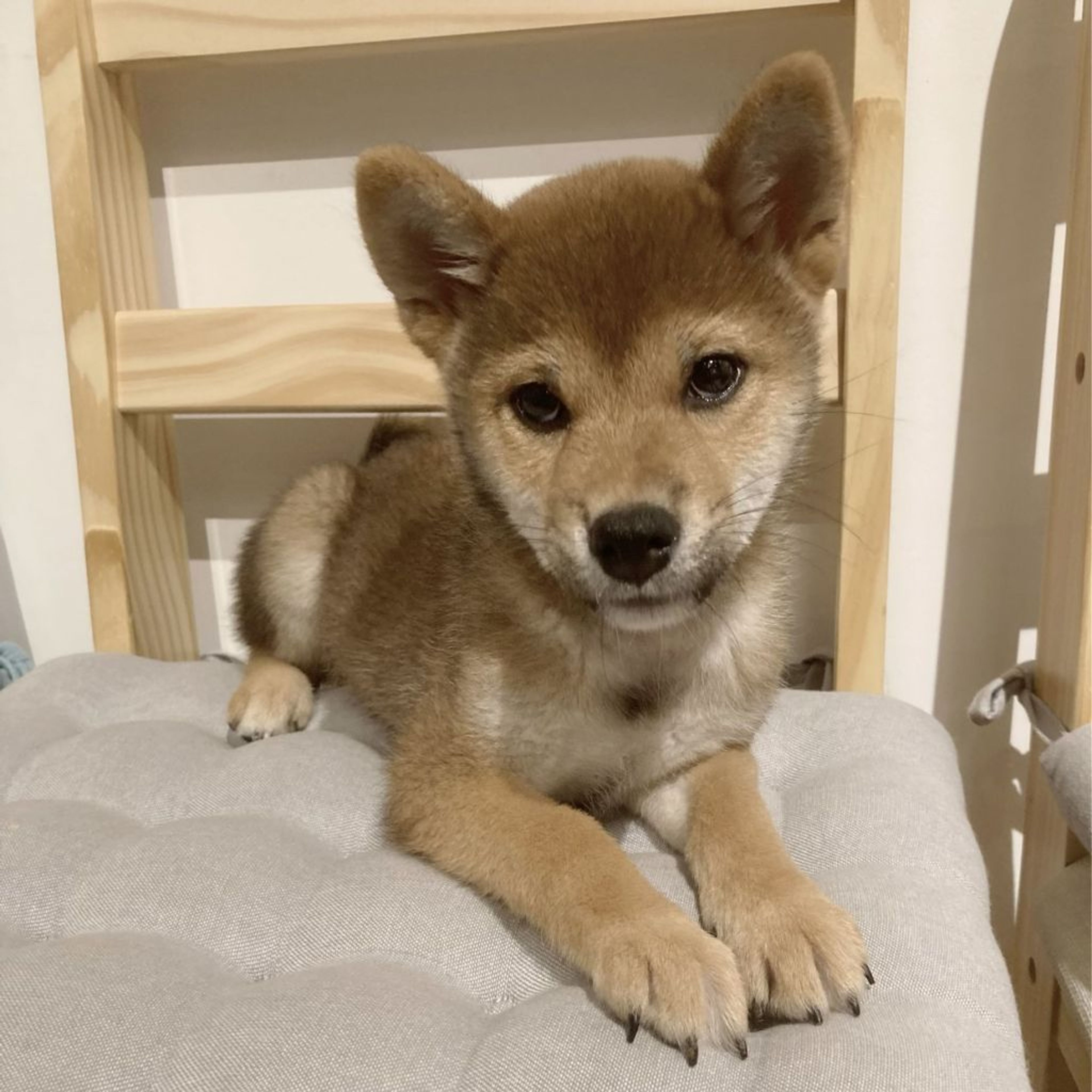 pet-image-4