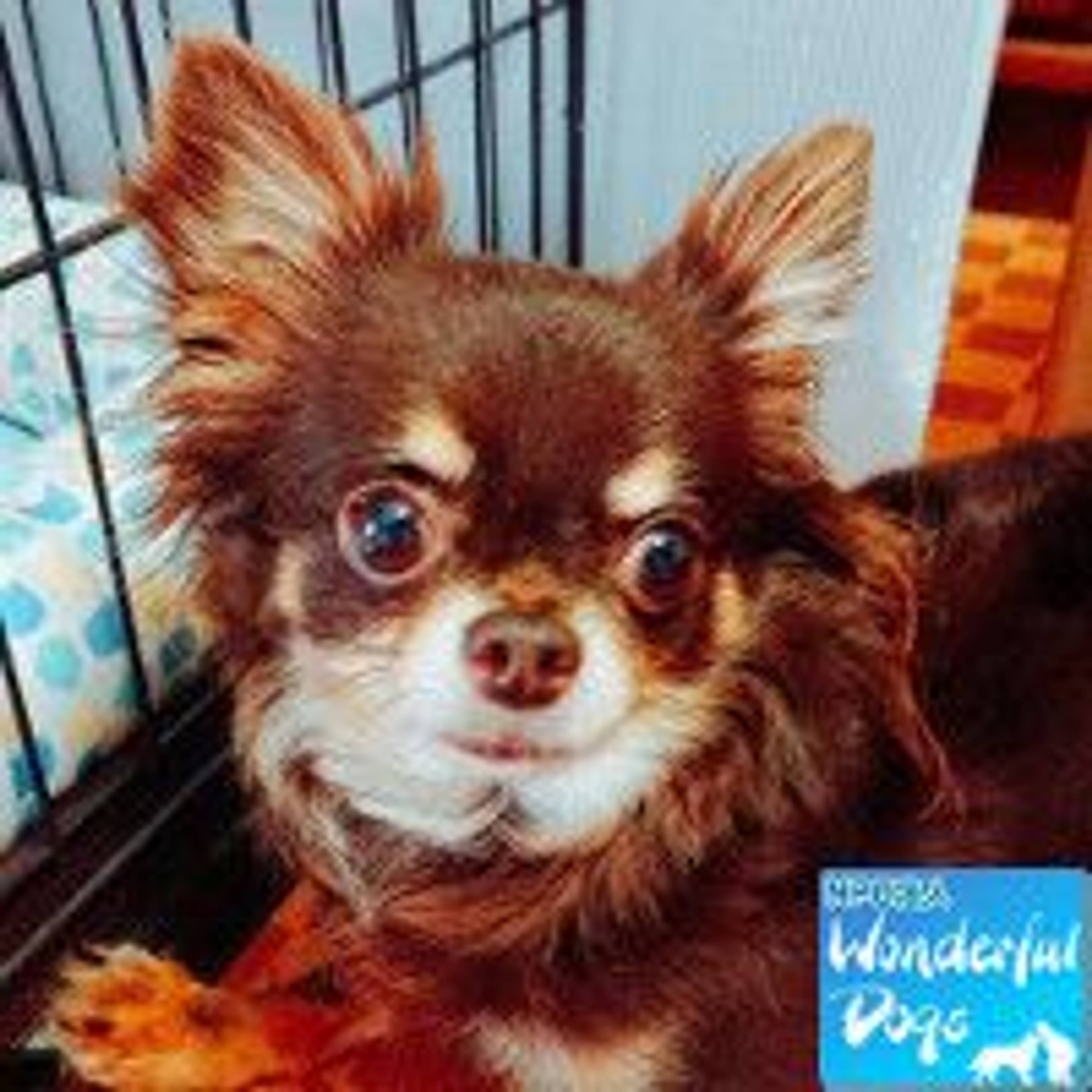 チワワ・メスの里親募集の写真