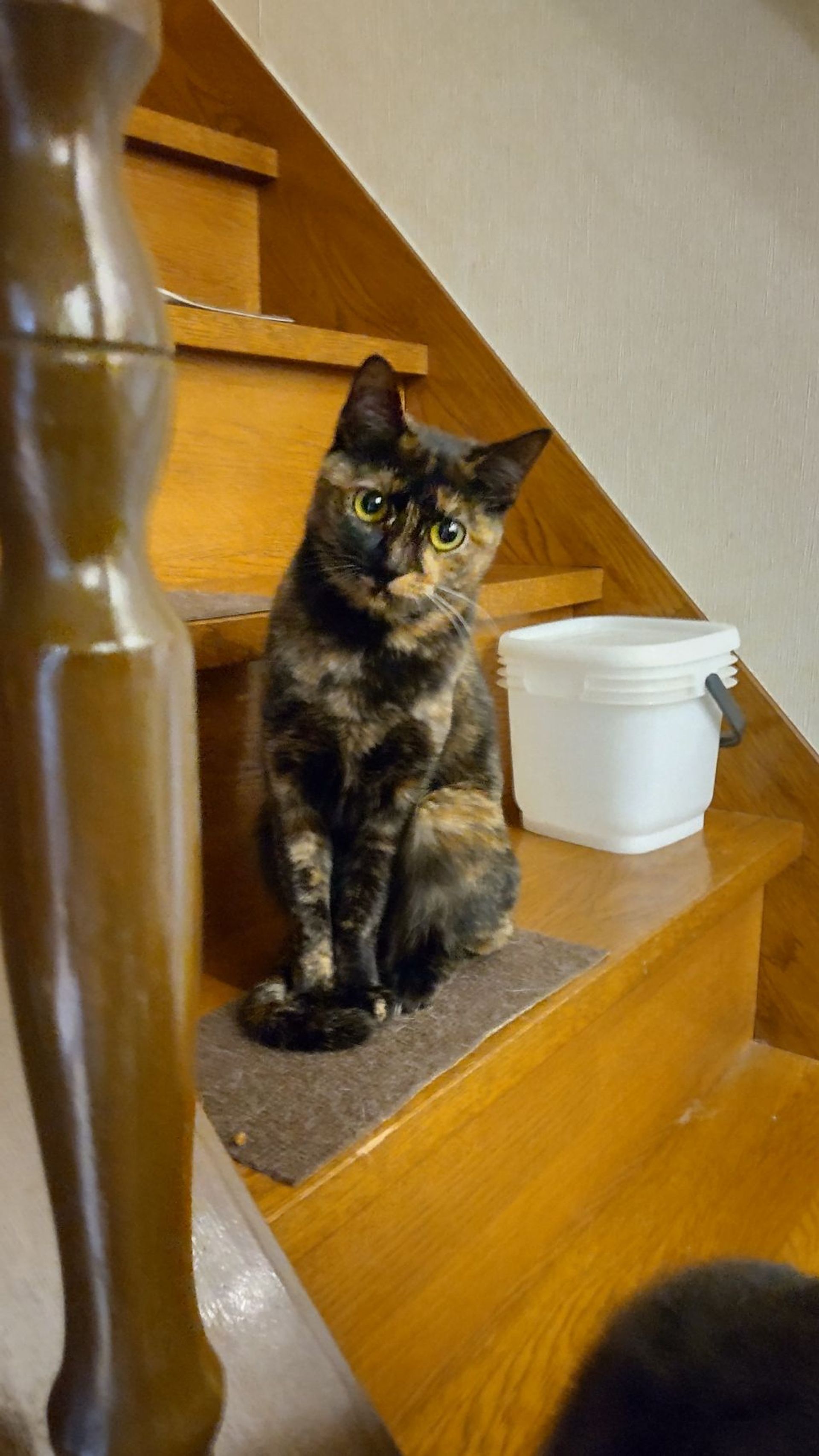 雑種（ミックス猫）・メスの里親募集の写真