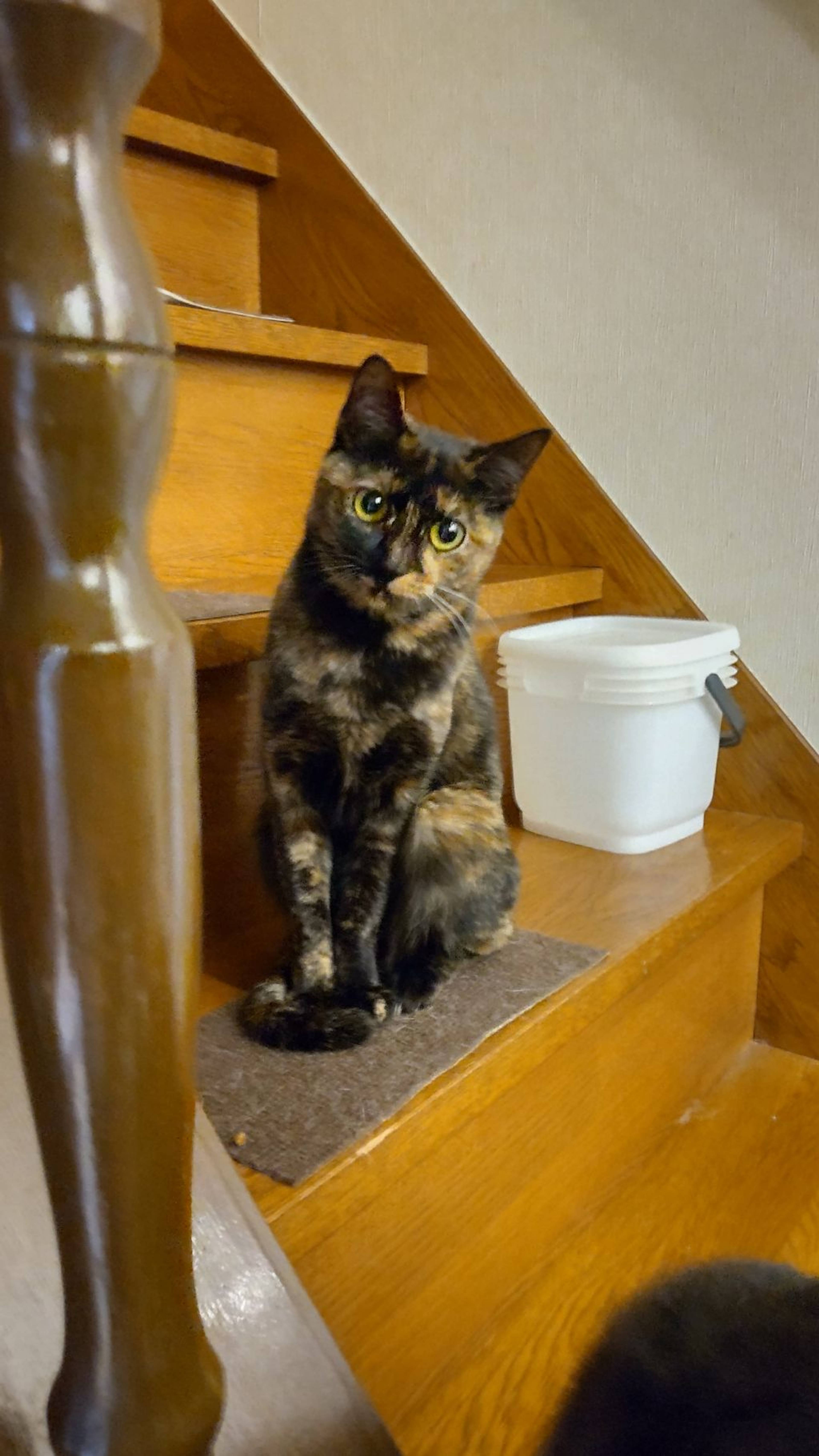 雑種（ミックス猫）・メスの里親募集の写真