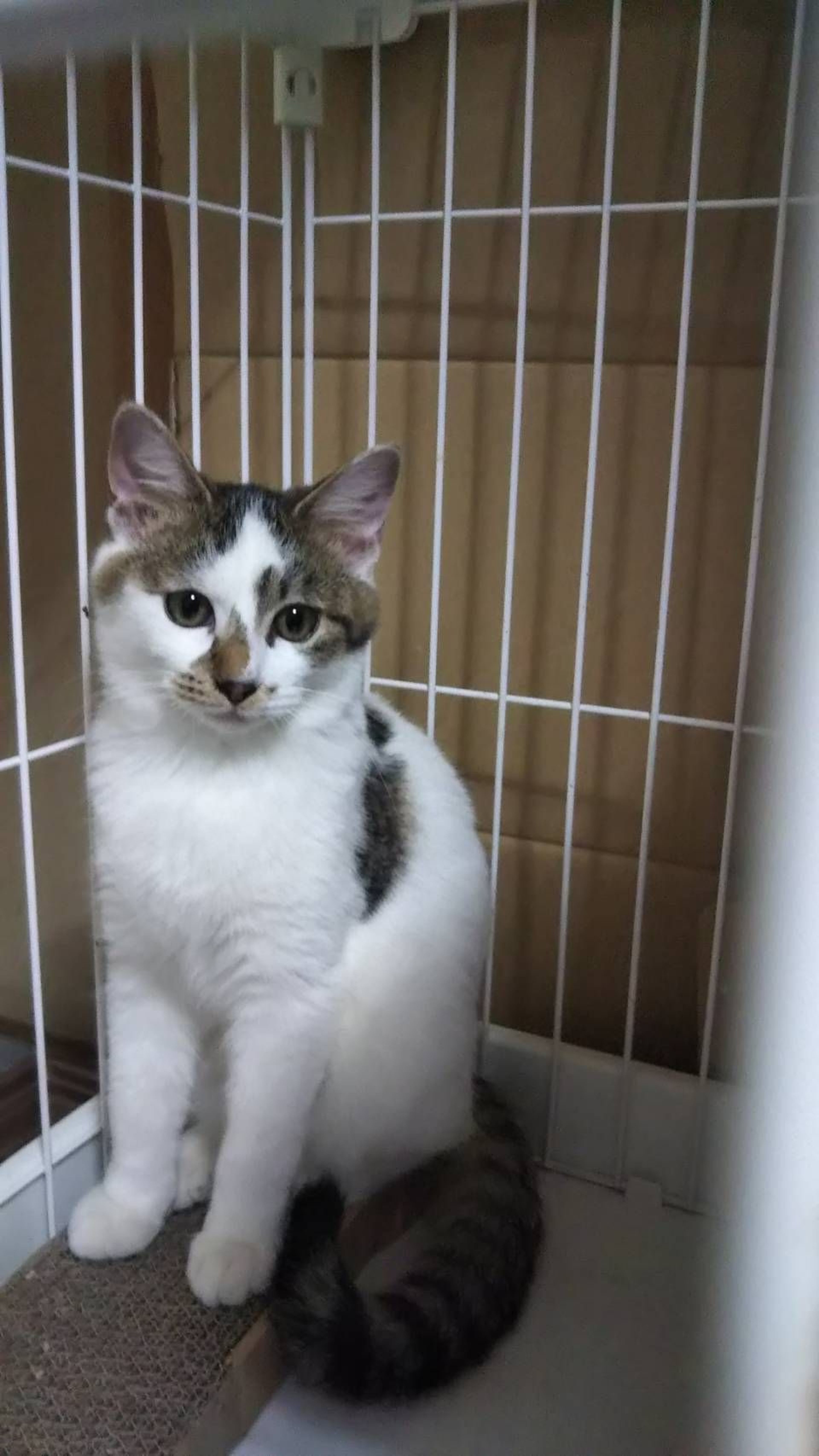 pet-image-2