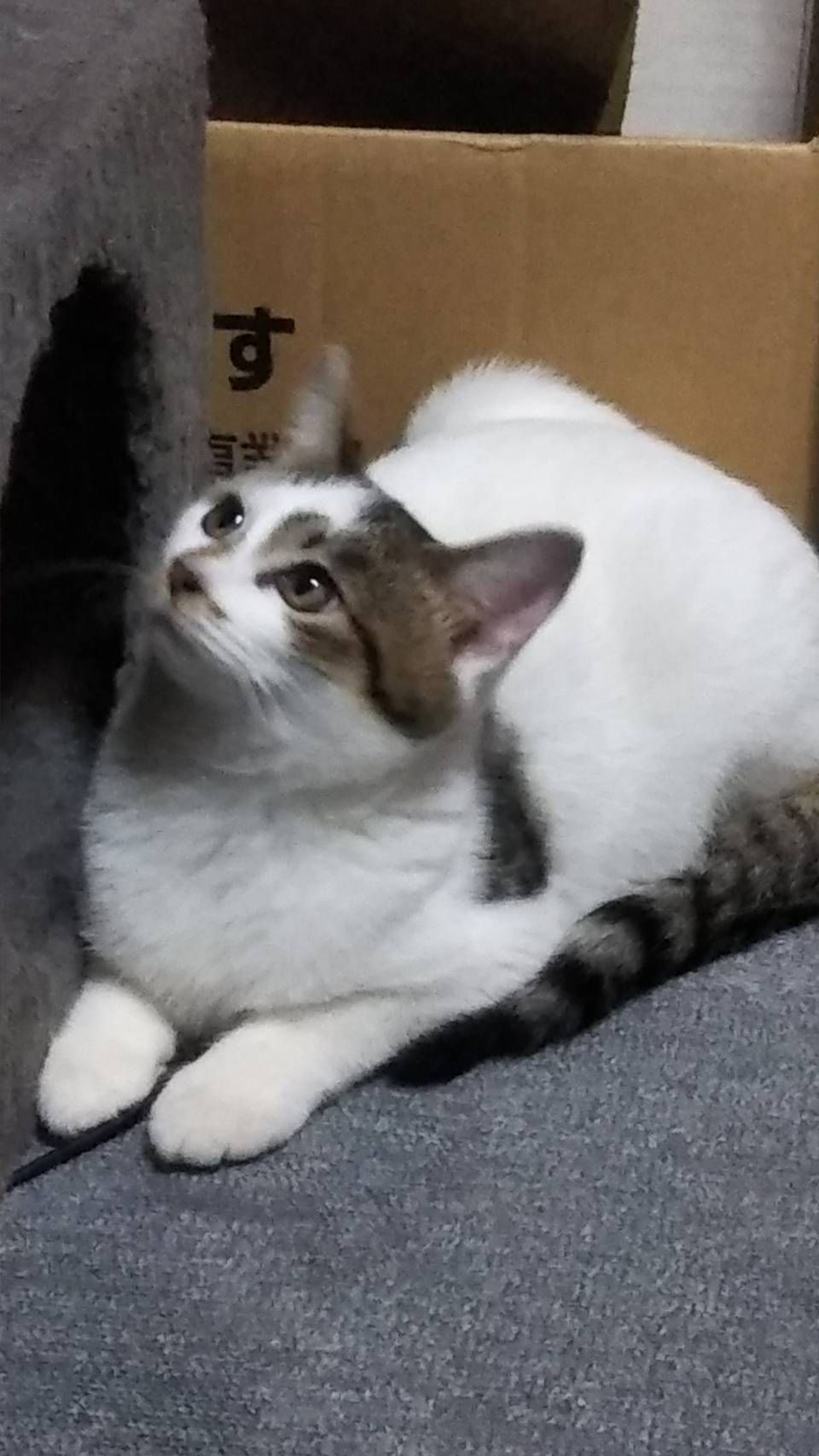 pet-image-3