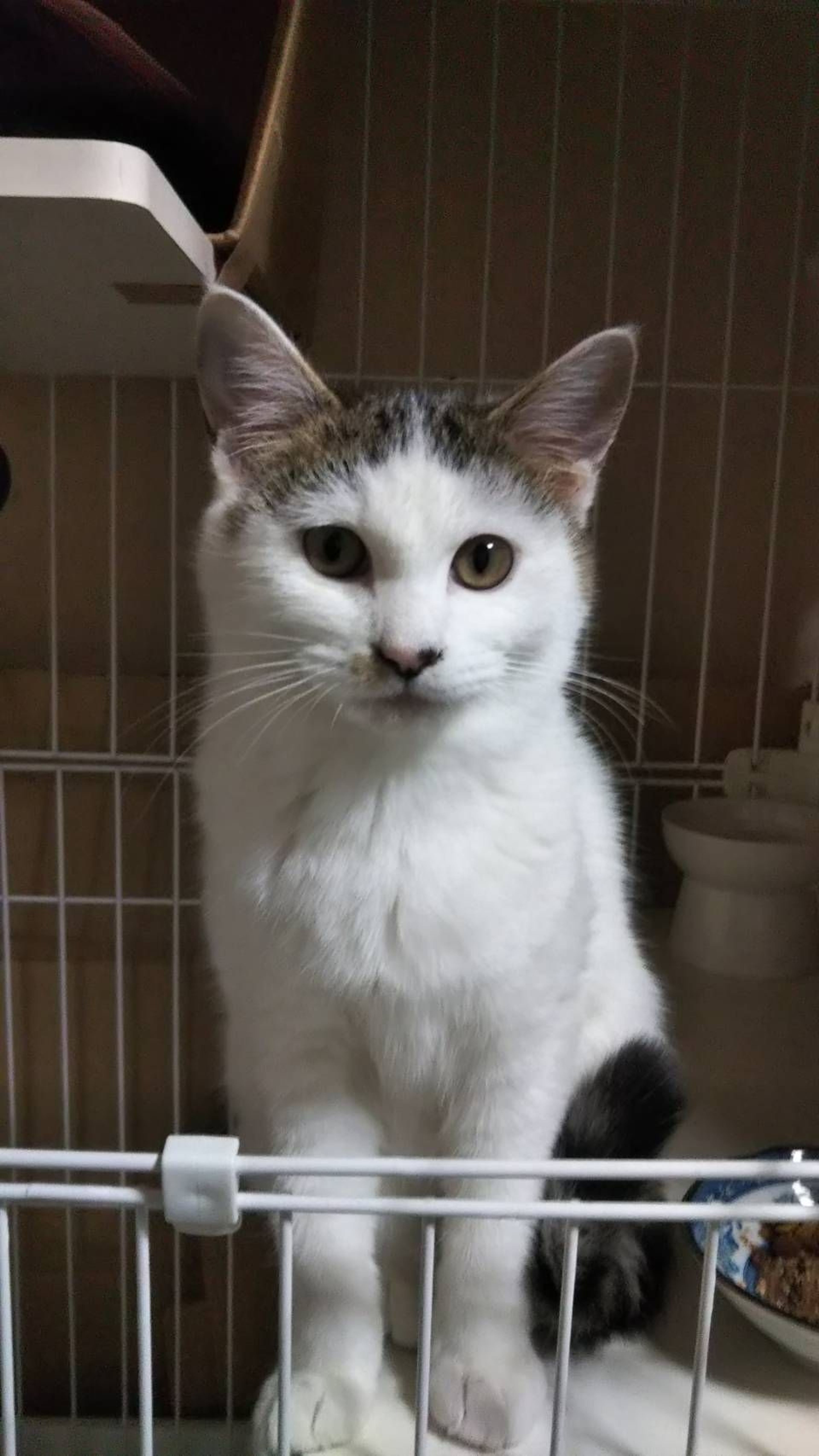雑種（ミックス猫）・メスの里親募集の写真