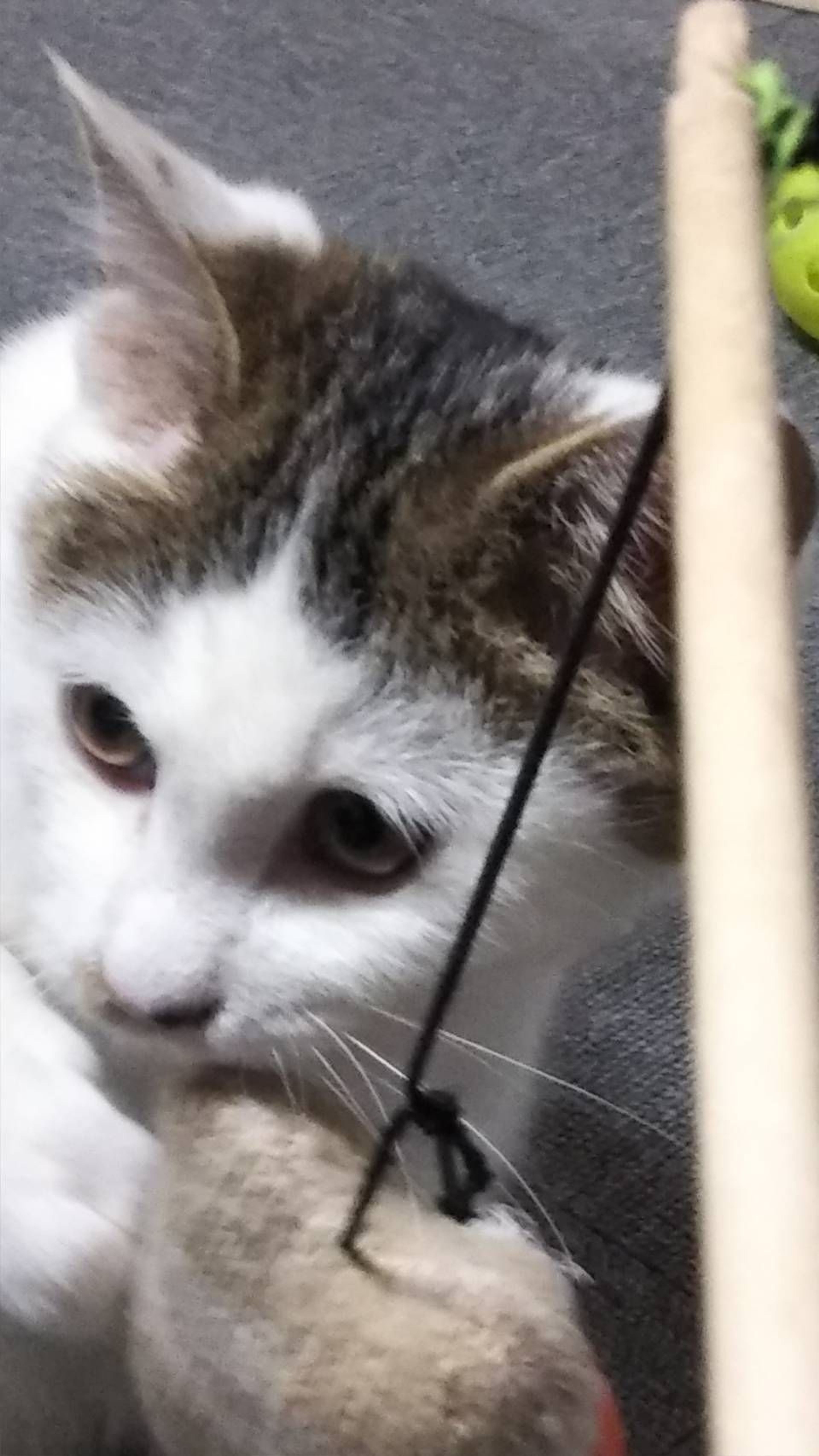pet-image-2