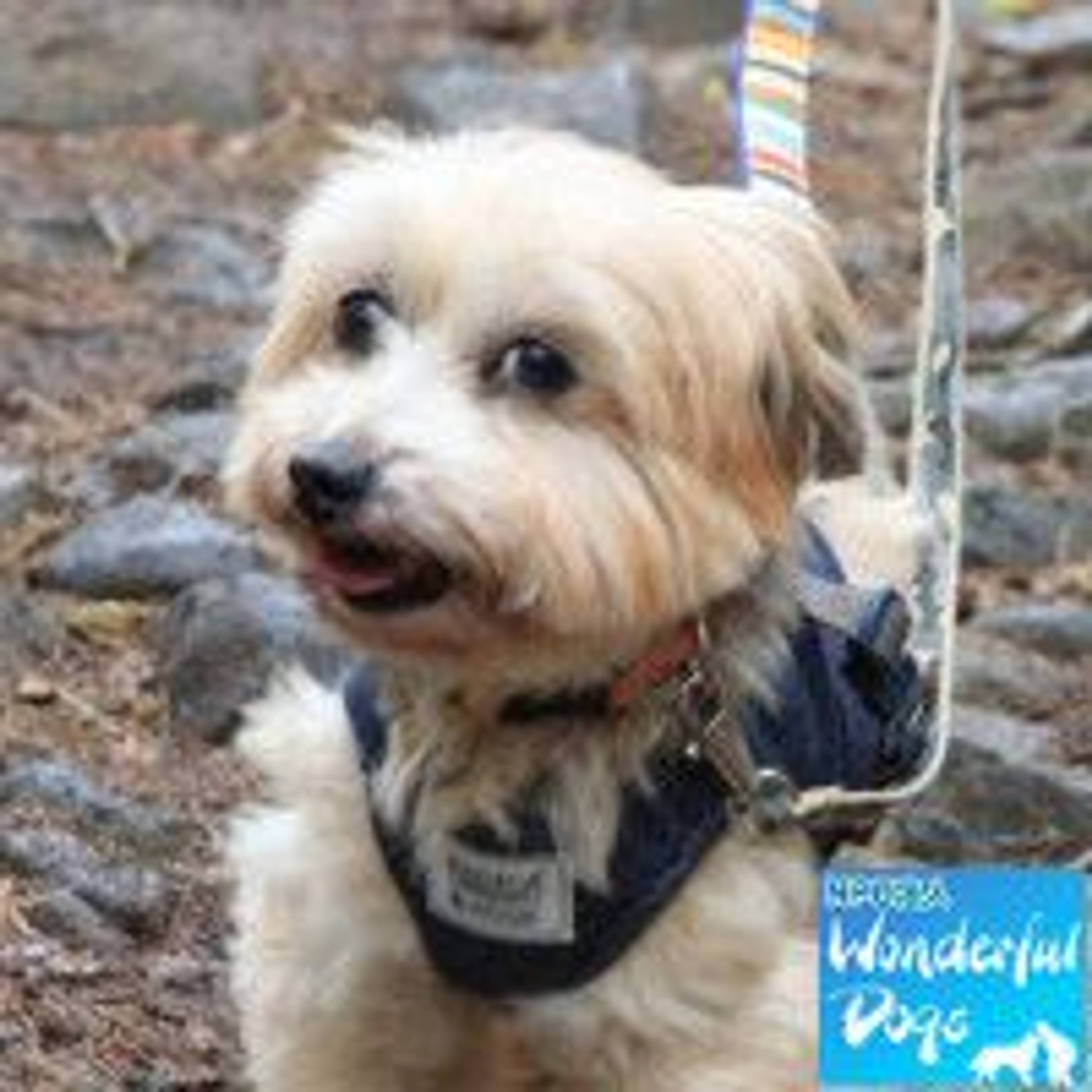 雑種（ミックス犬）・メスの里親募集の写真