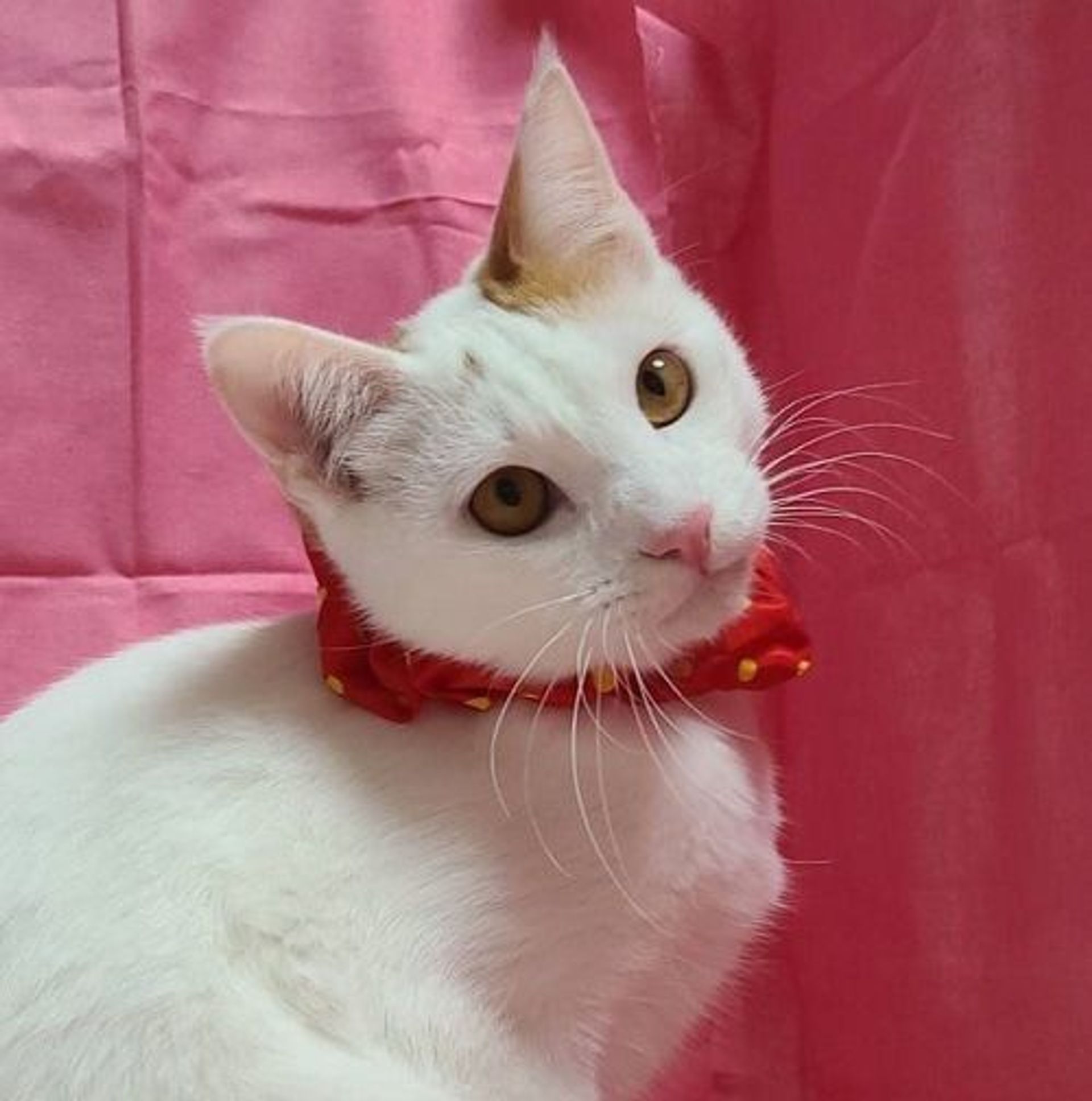 雑種（ミックス猫）・オスの里親募集の写真