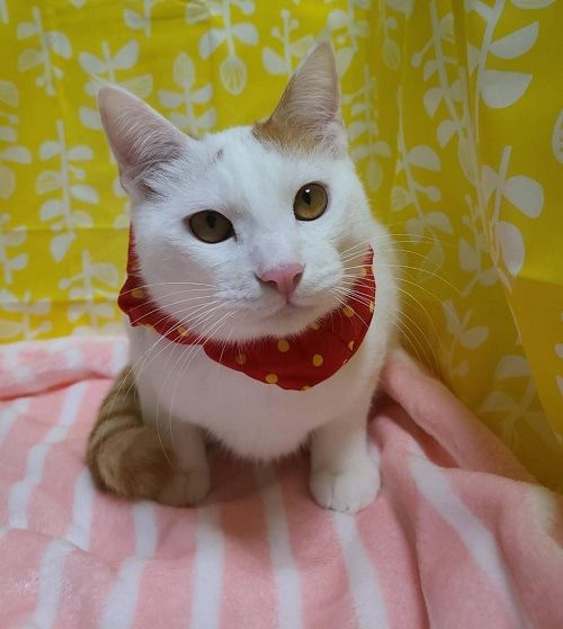 pet-image-2