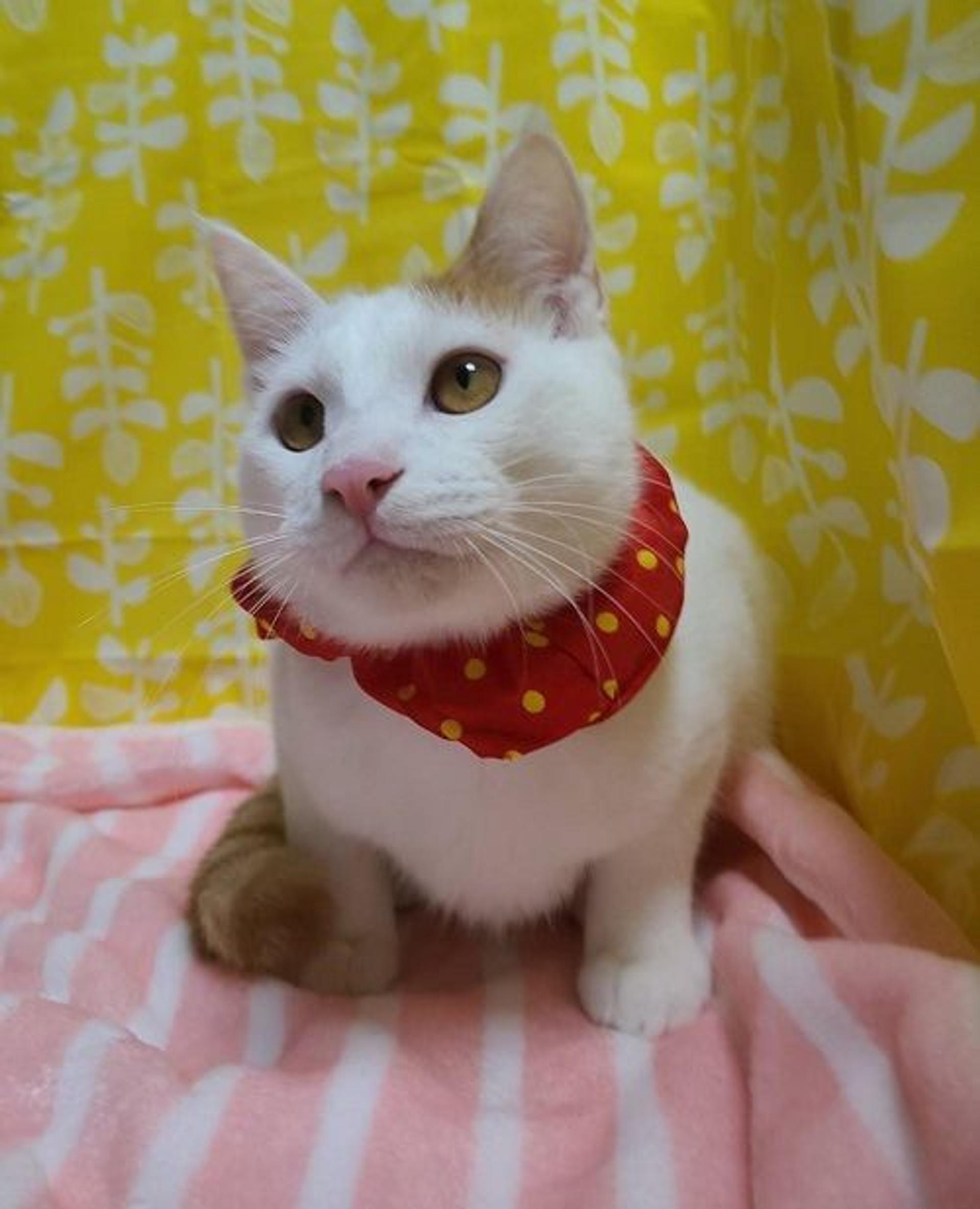 pet-image-3